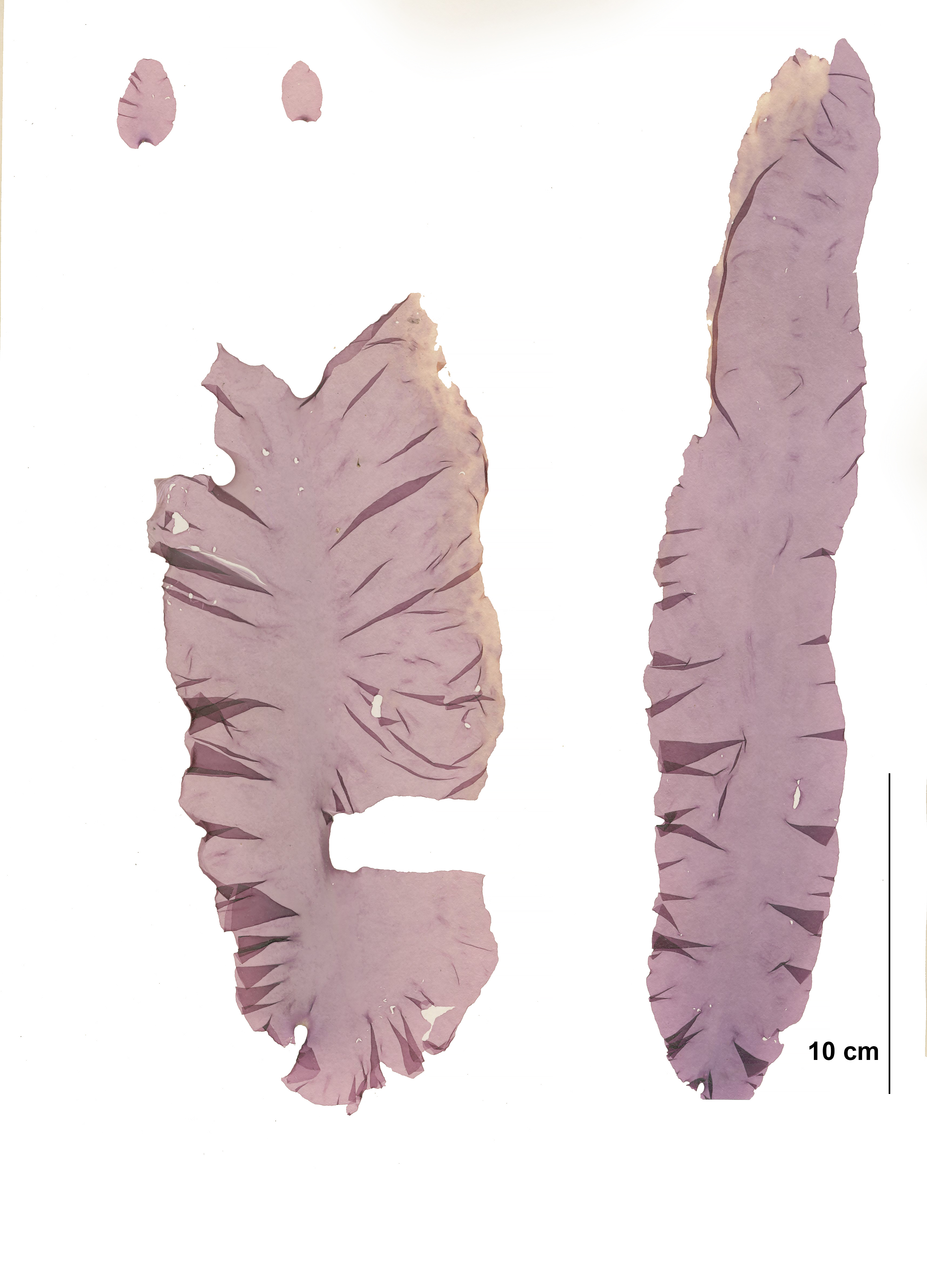Boreophyllum aestivale – S. Lindstrom · Cook Inlet · July 2002