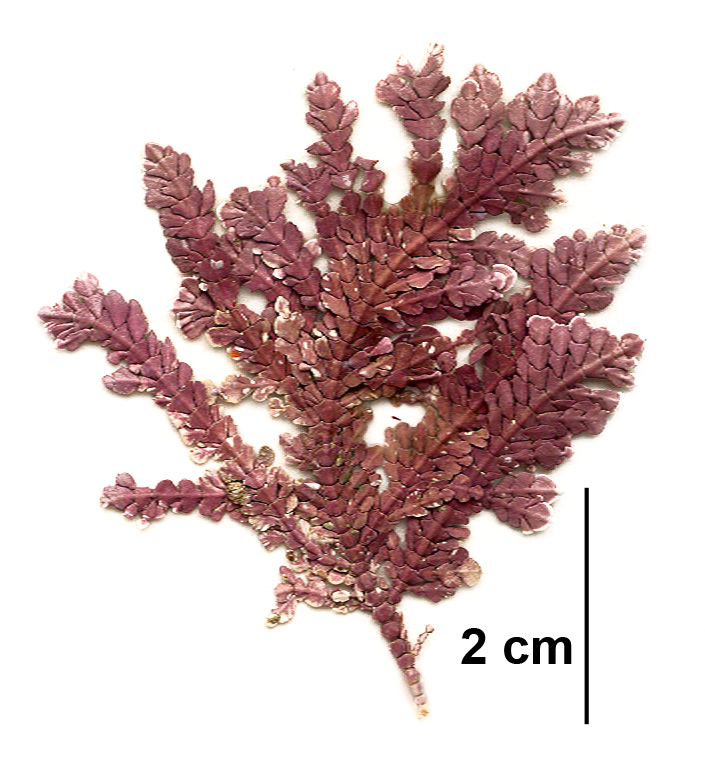 Bossiella frondescens