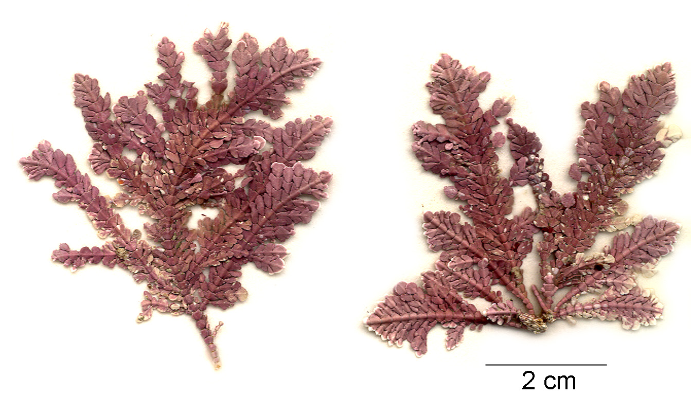 Bossiella frondescens – M. Lindeberg · Aleutian Islands · July 2006