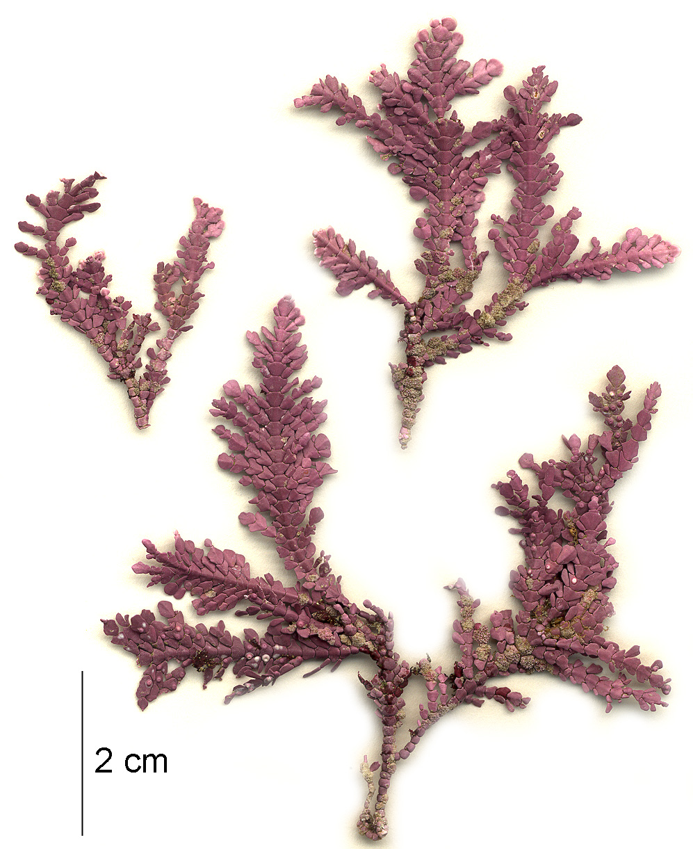 Bossiella frondescens – M. Lindeberg