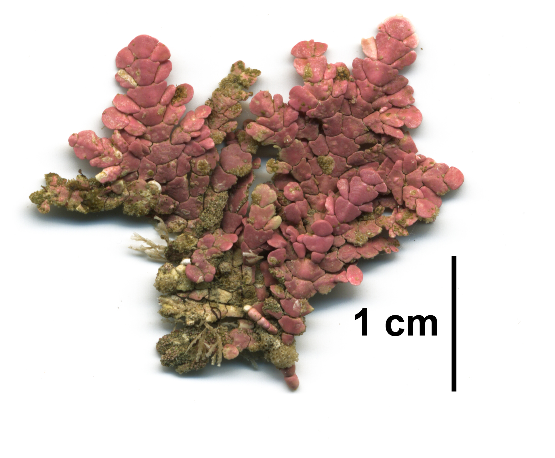 Bossiella frondescens – M. Lindeberg