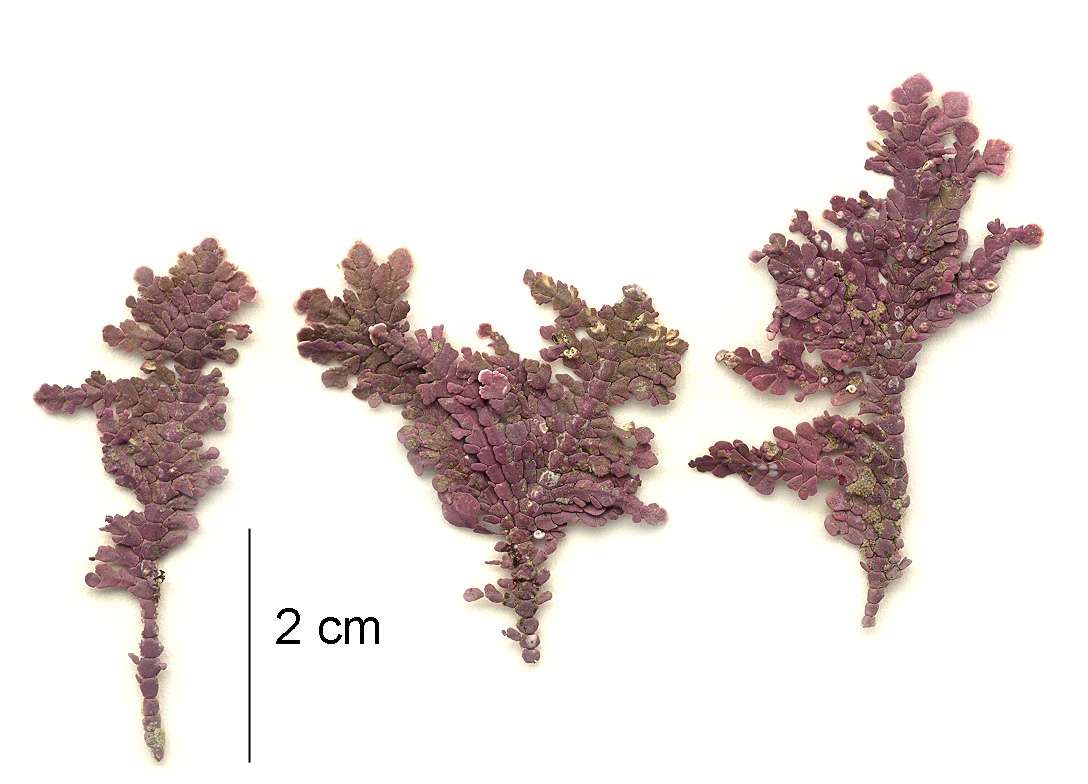 Bossiella frondescens – M. Lindeberg