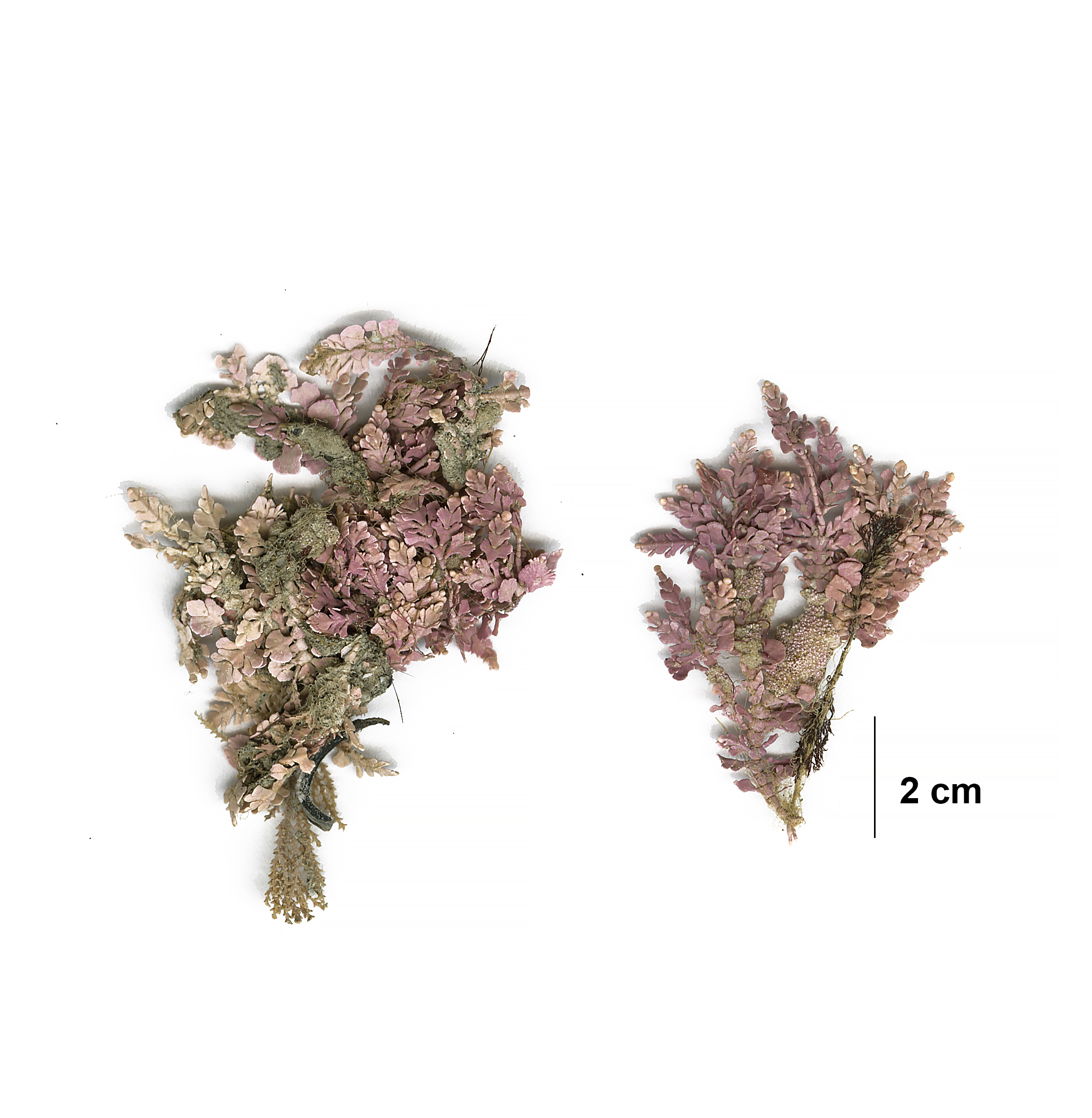 Bossiella frondescens – S. Lindstrom · Cook Inlet · June 2003