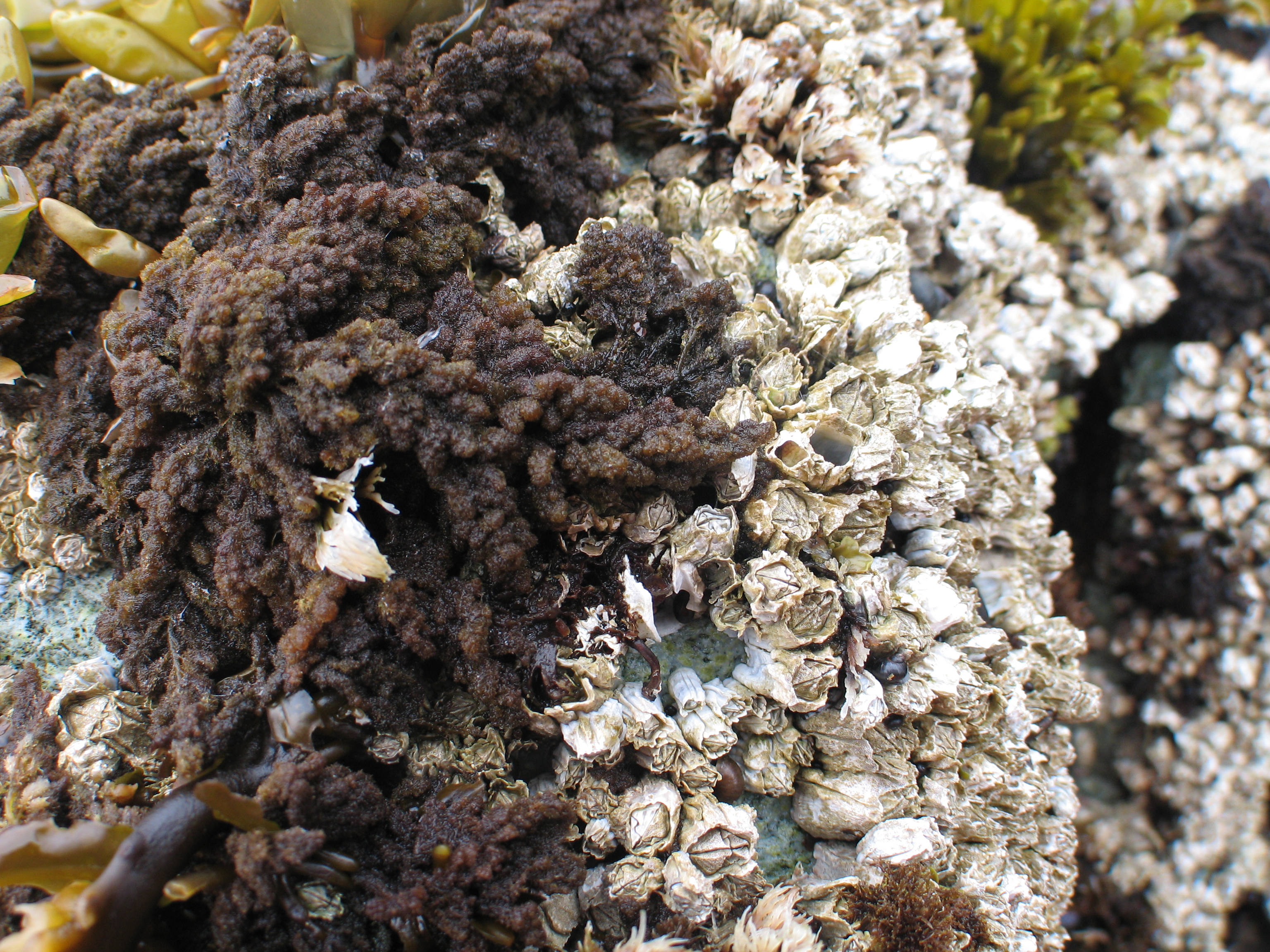 Callithamnion pikeanum – M. Lindeberg · Aleutian Islands · July 2007
