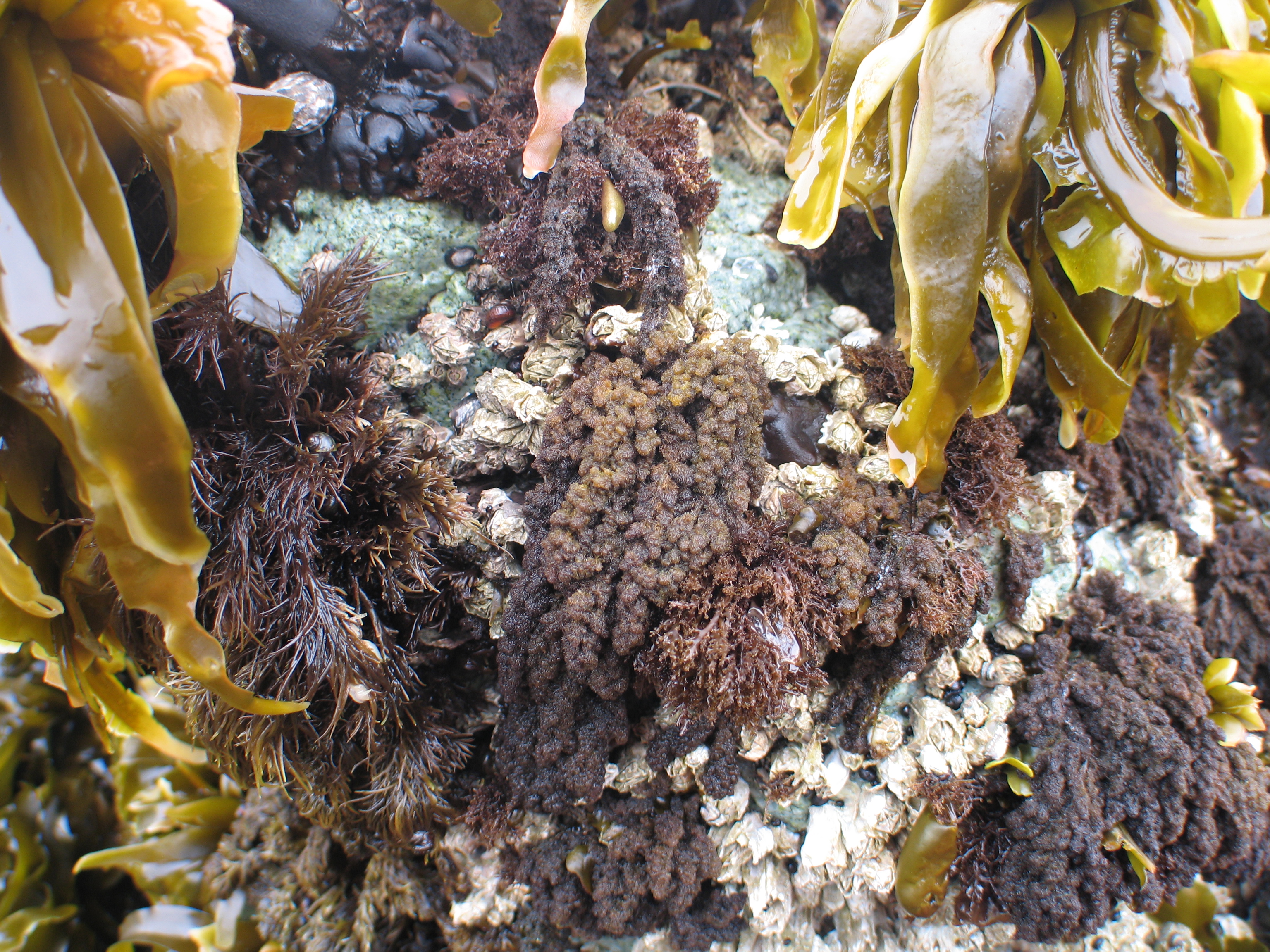 Callithamnion pikeanum – M. Lindeberg · Aleutian Islands · July 2007