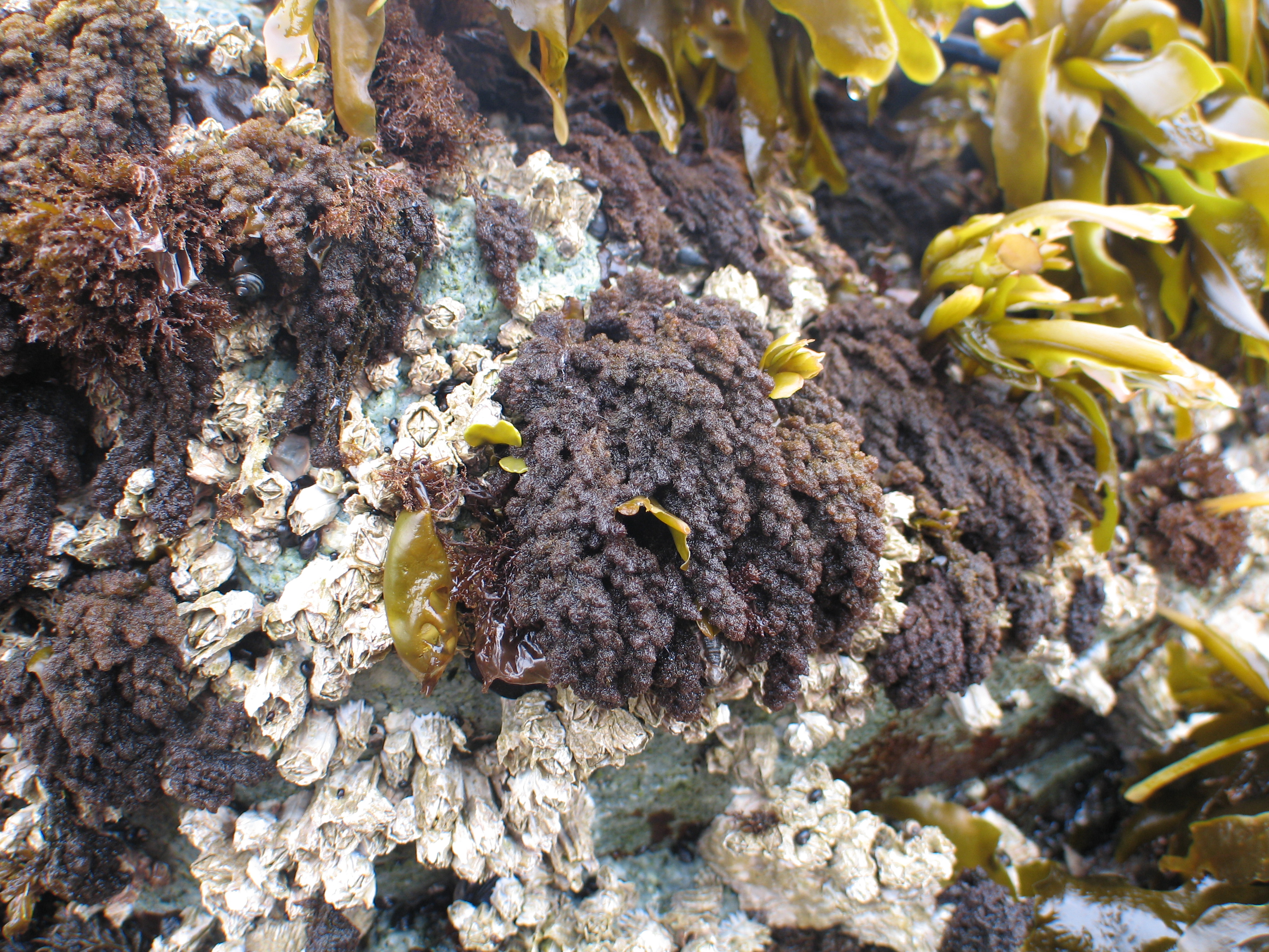 Callithamnion pikeanum – M. Lindeberg · Aleutian Islands · July 2007