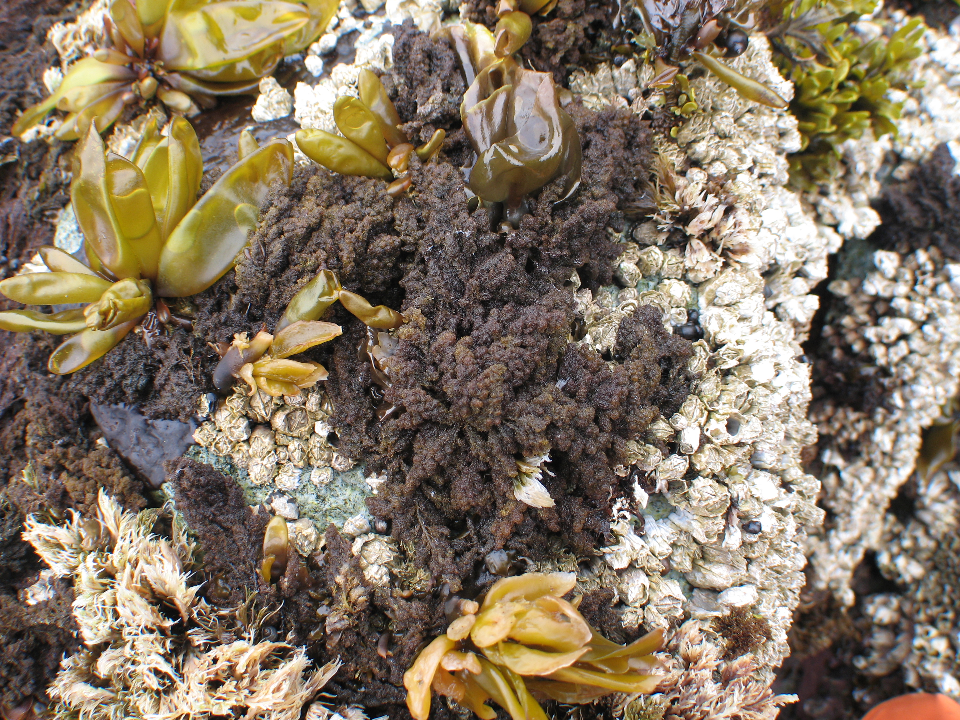Callithamnion pikeanum – M. Lindeberg · Aleutian Islands · July 2007