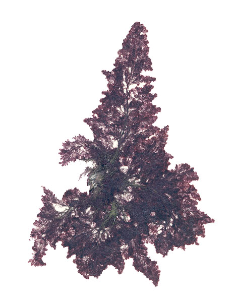 Callithamnion pikeanum – M. Lindeberg · Cook Inlet · July 1995