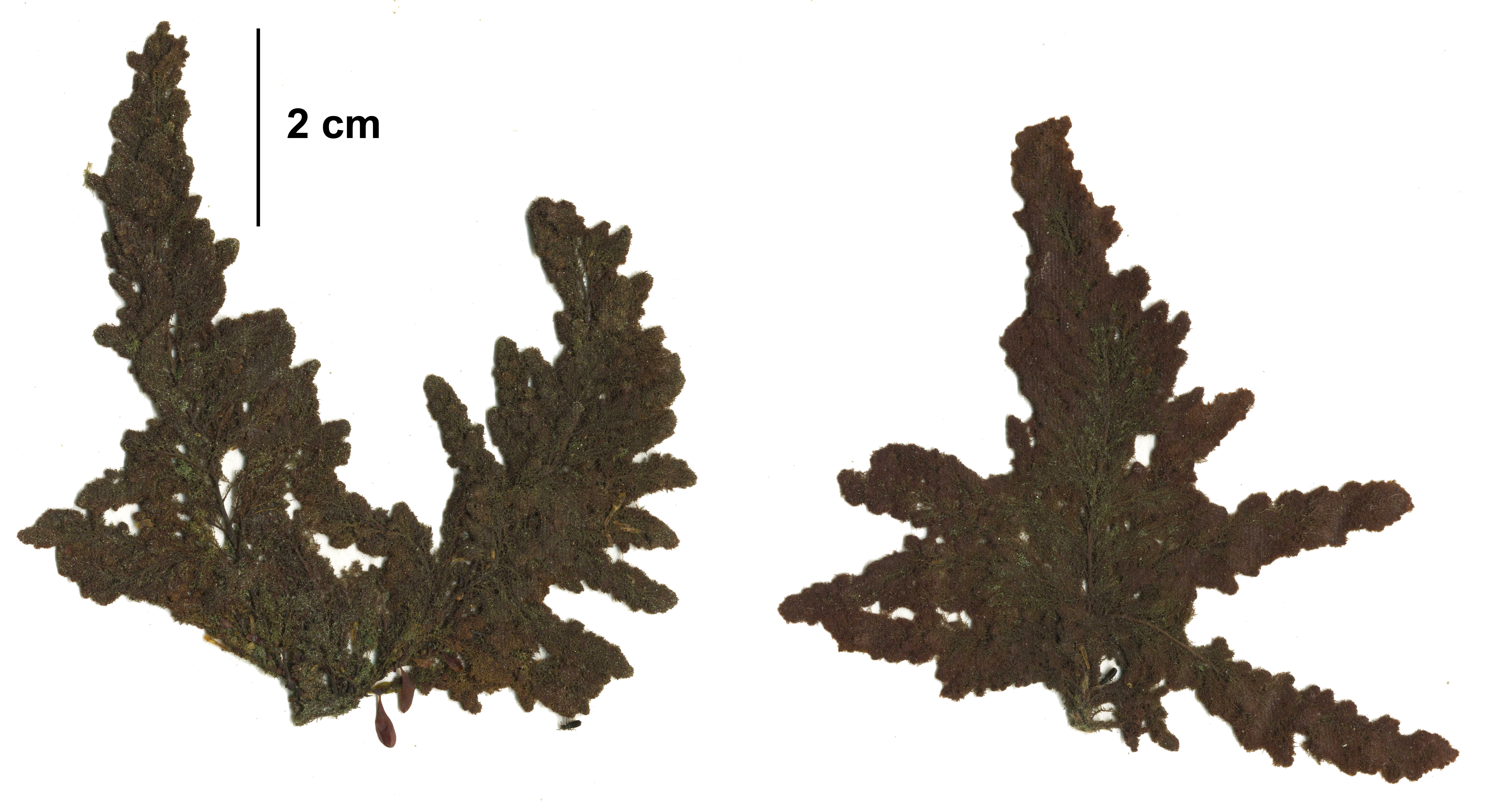 Callithamnion pikeanum