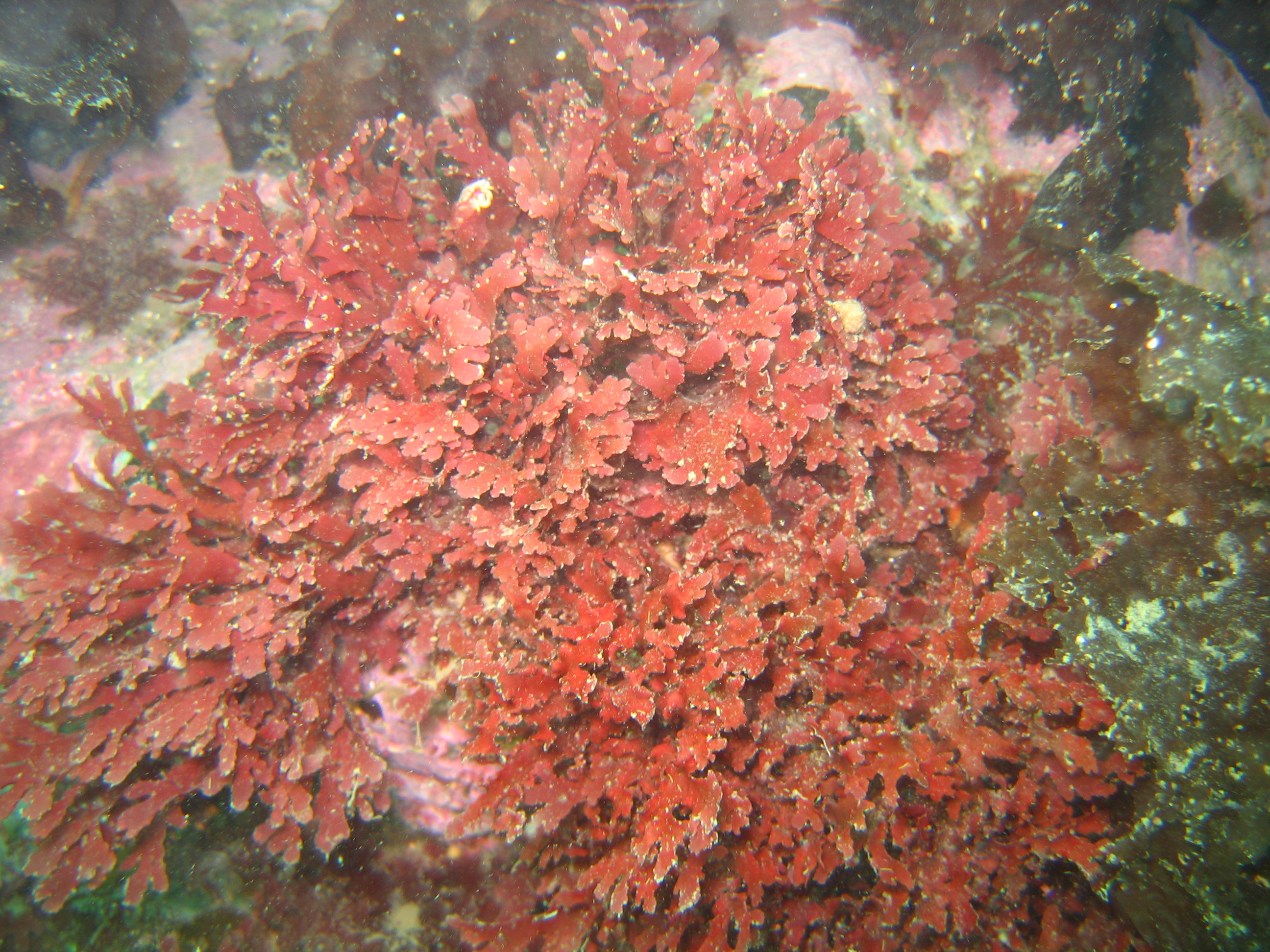 Callophyllis spp. – H. Chenelot · Aleutian Islands · July 2006