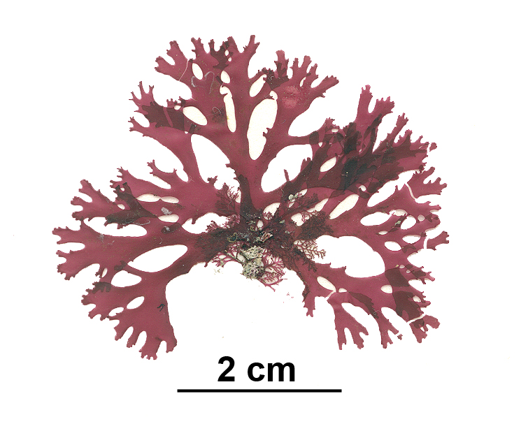 Callophyllis spp.