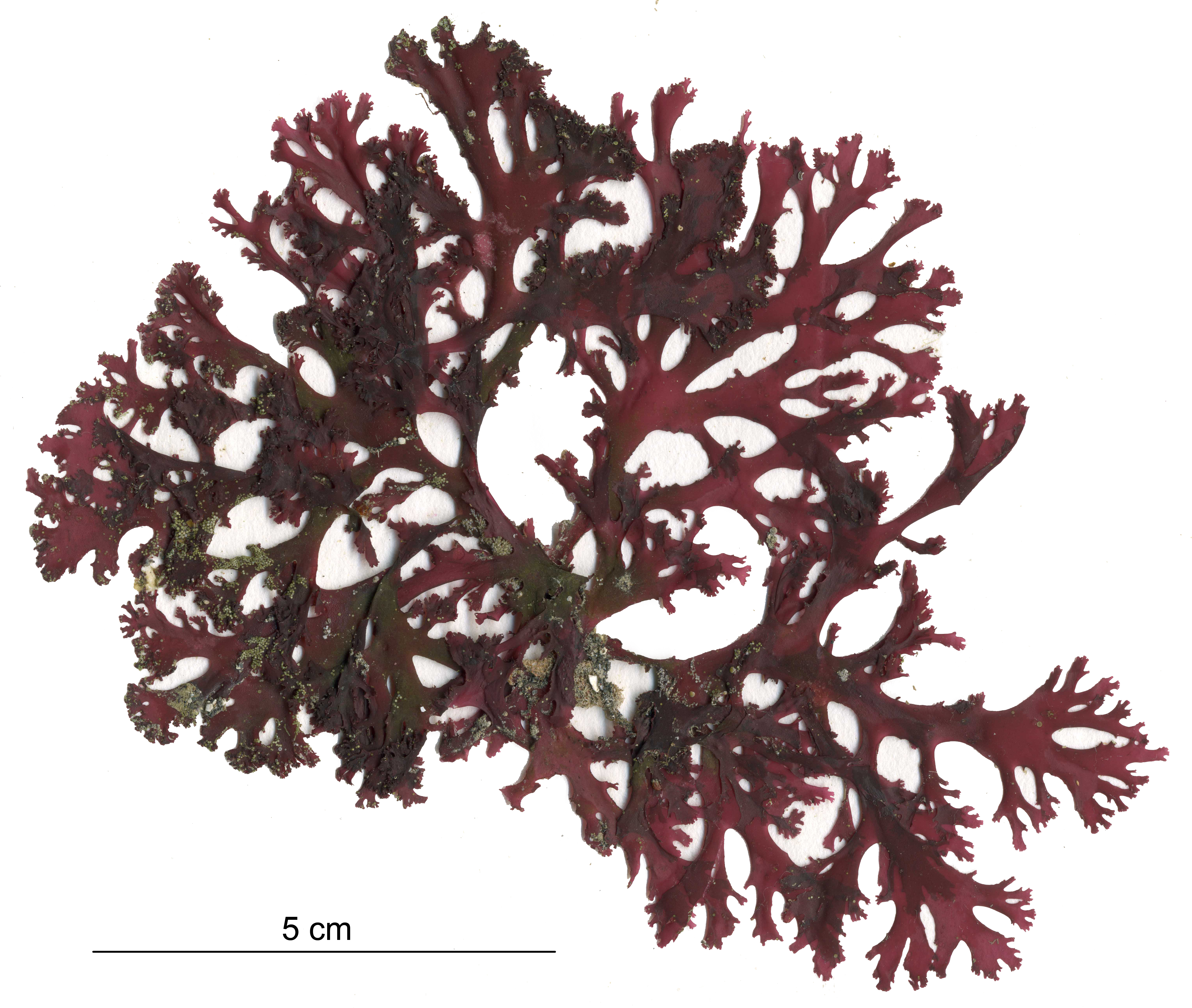 Callophyllis spp. – M. Lindeberg · Aleutian Islands · July 2007