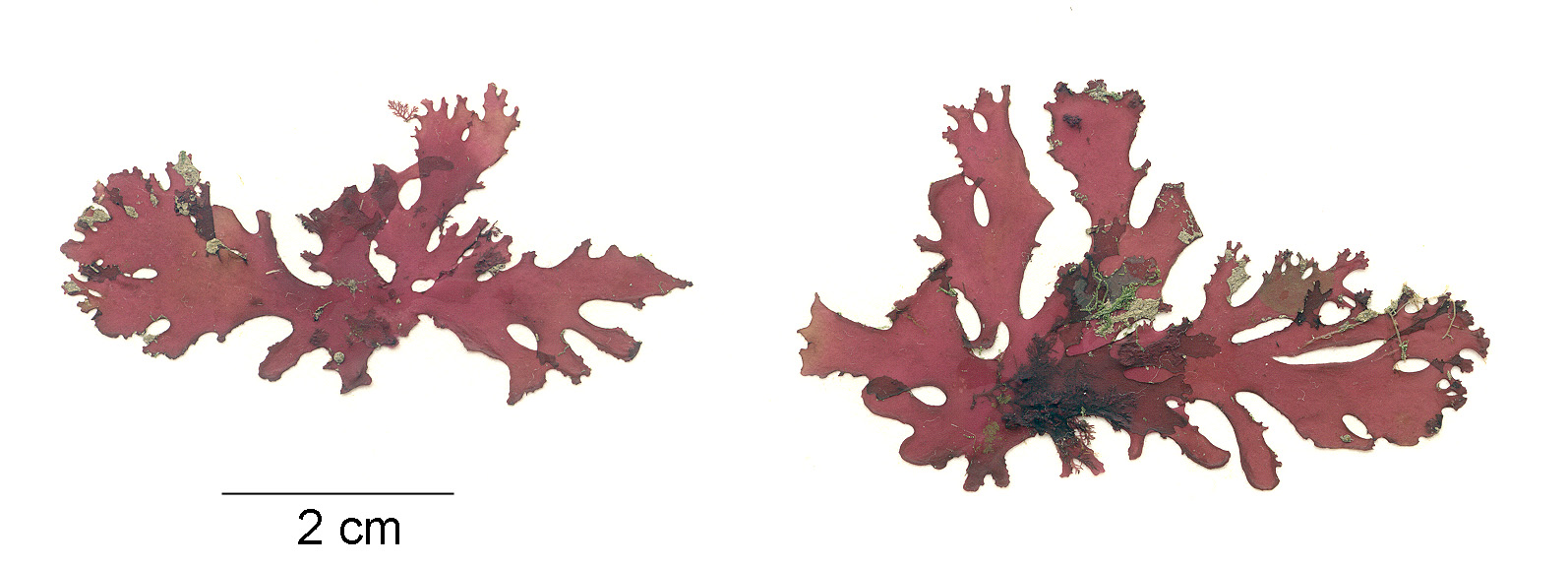 Callophyllis spp. – M. Lindeberg