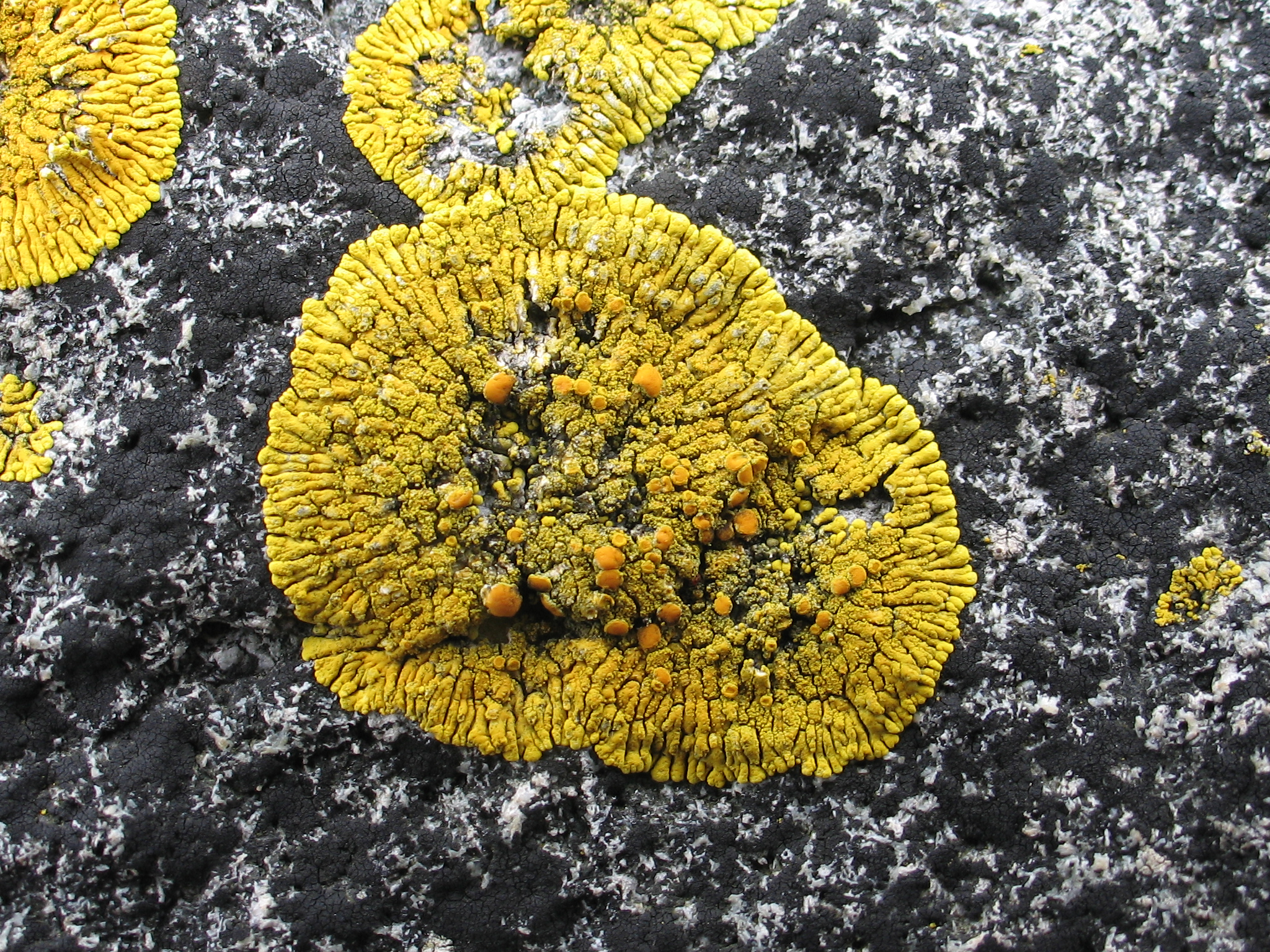 Caloplaca spp. and Xanthoria spp.