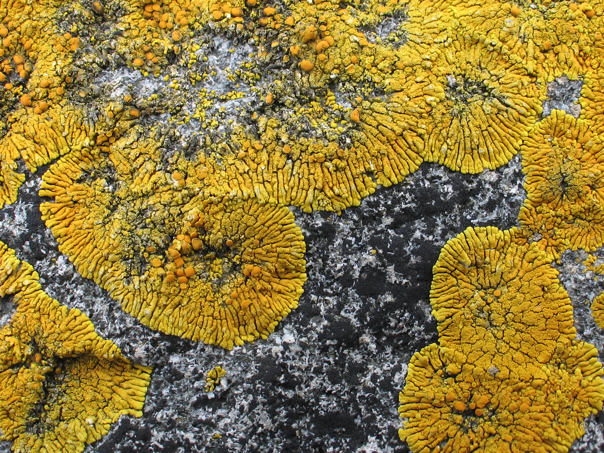 Caloplaca spp. and Xanthoria spp. – M. Lindeberg · Aleutian Islands · July 2006