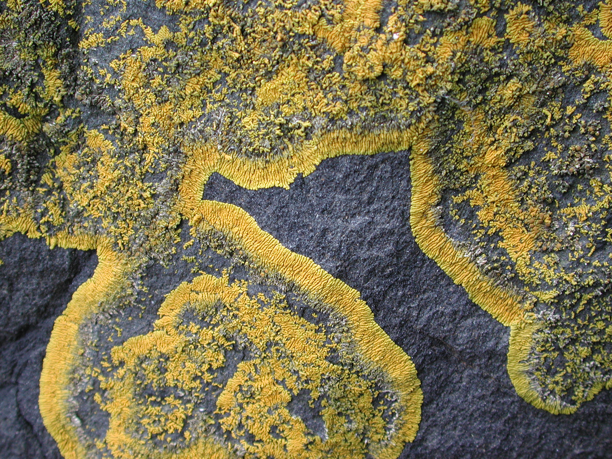 Caloplaca spp. and Xanthoria spp. – M. Lindeberg · Kodiak Archipelago · May 2005