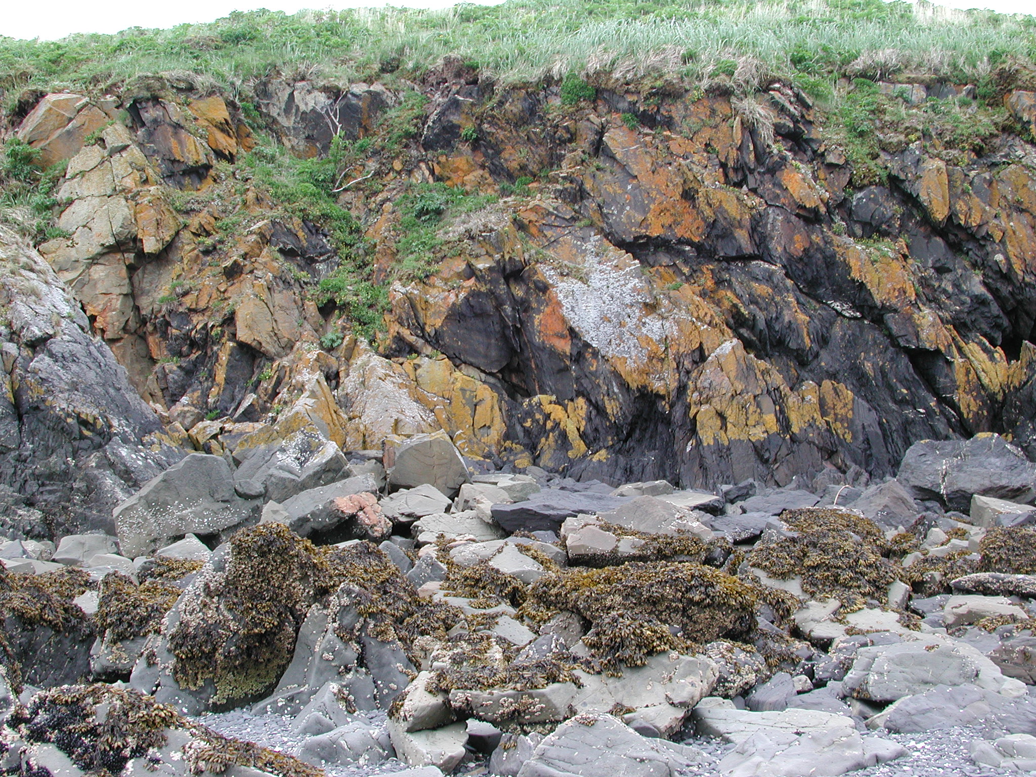 Caloplaca spp. and Xanthoria spp. – M. Lindeberg · Kodiak Archipelago · May 2005