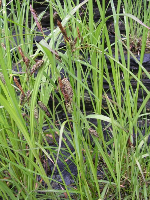 Carex spp.
