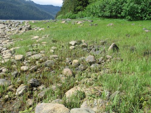 Carex spp. – M. Lindeberg · Southeast Alaska · June 2006