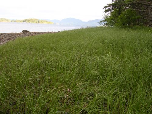 Carex spp. – M. Morris · Southeast Alaska · July 2006