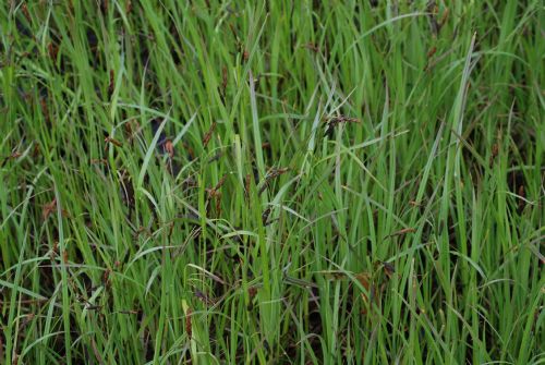 Carex spp. – M. Lindeberg · Southeast Alaska · June 2008