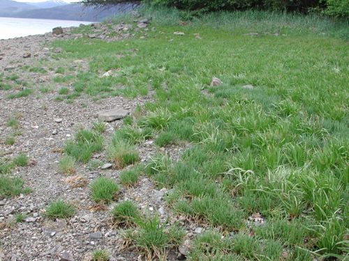 Salicornia virginica – M. Lindeberg · Southeast Alaska · June 2006