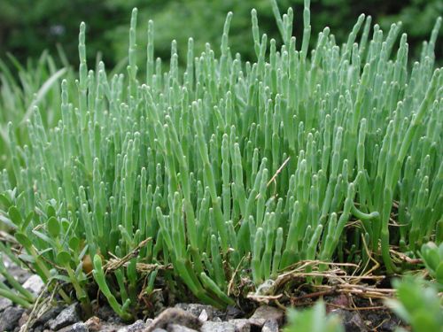 Salicornia virginica