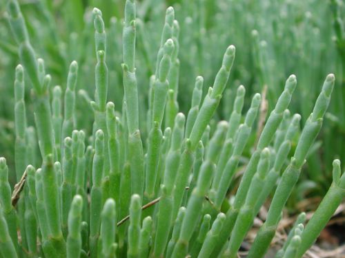 Salicornia virginica – M. Lindeberg · Southeast Alaska · June 2006