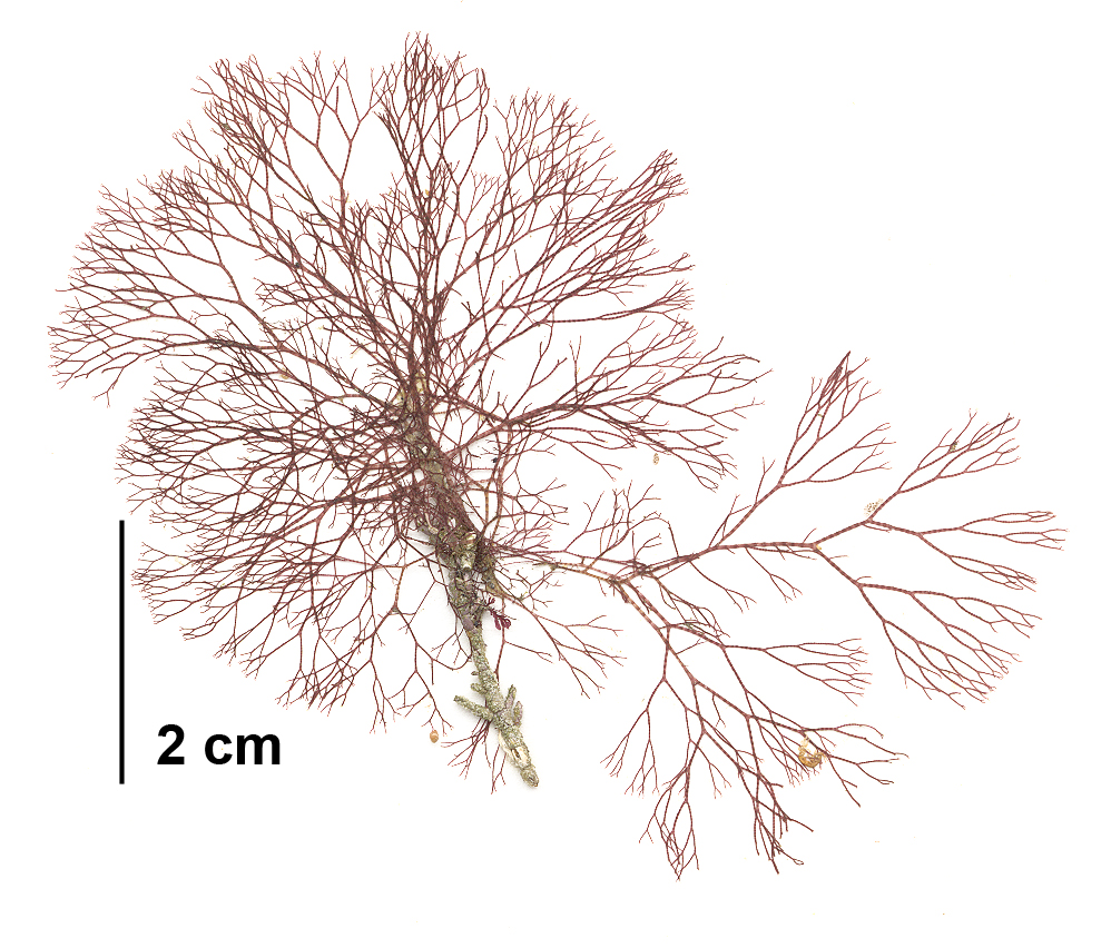 Ceramothamnion pacificum