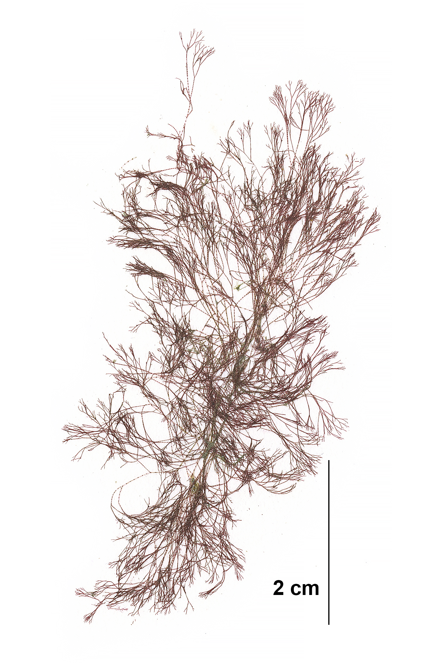Ceramothamnion pacificum – M. Lindeberg · Cook Inlet · July 2009