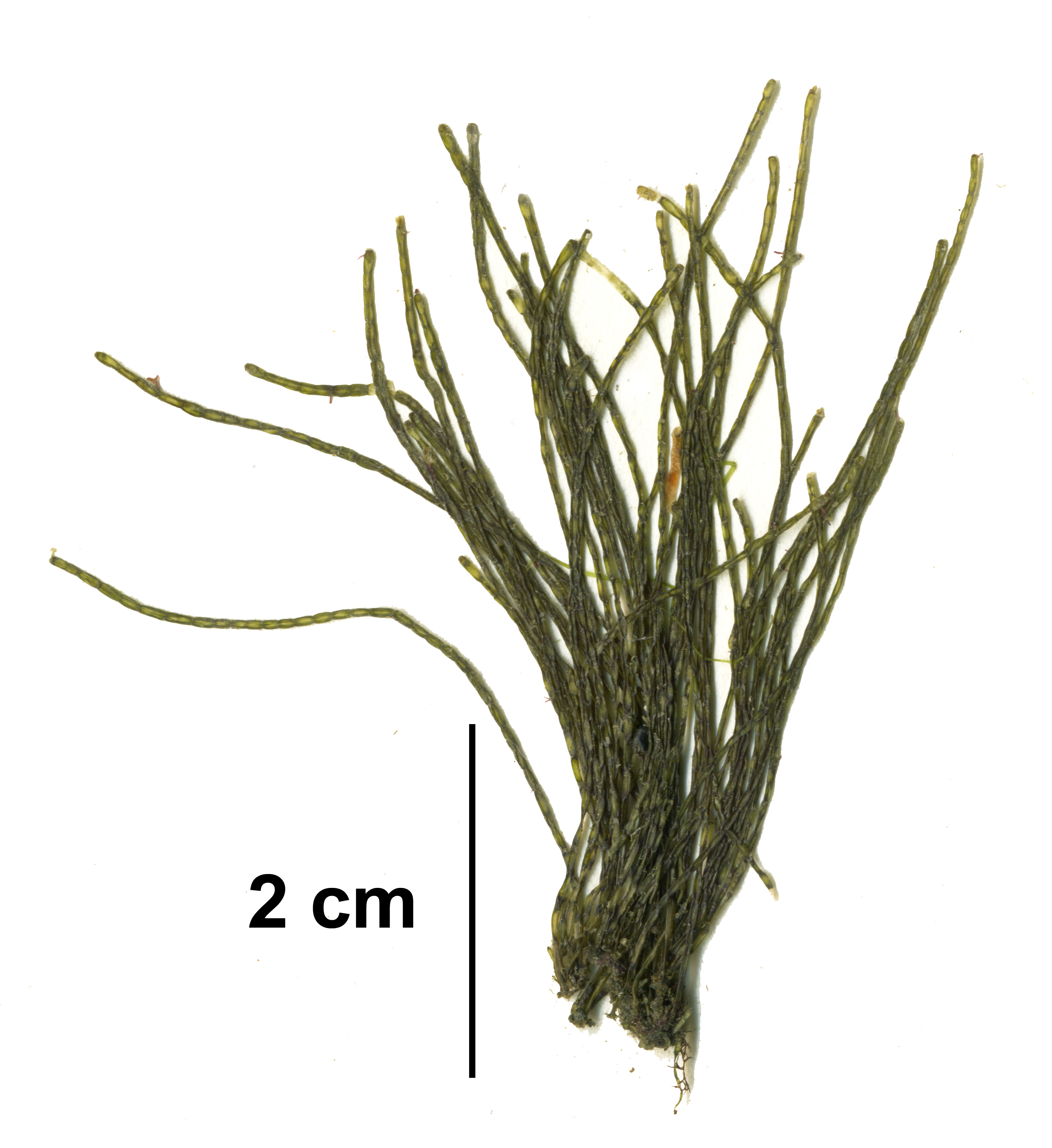 Chaetomorpha melagonium