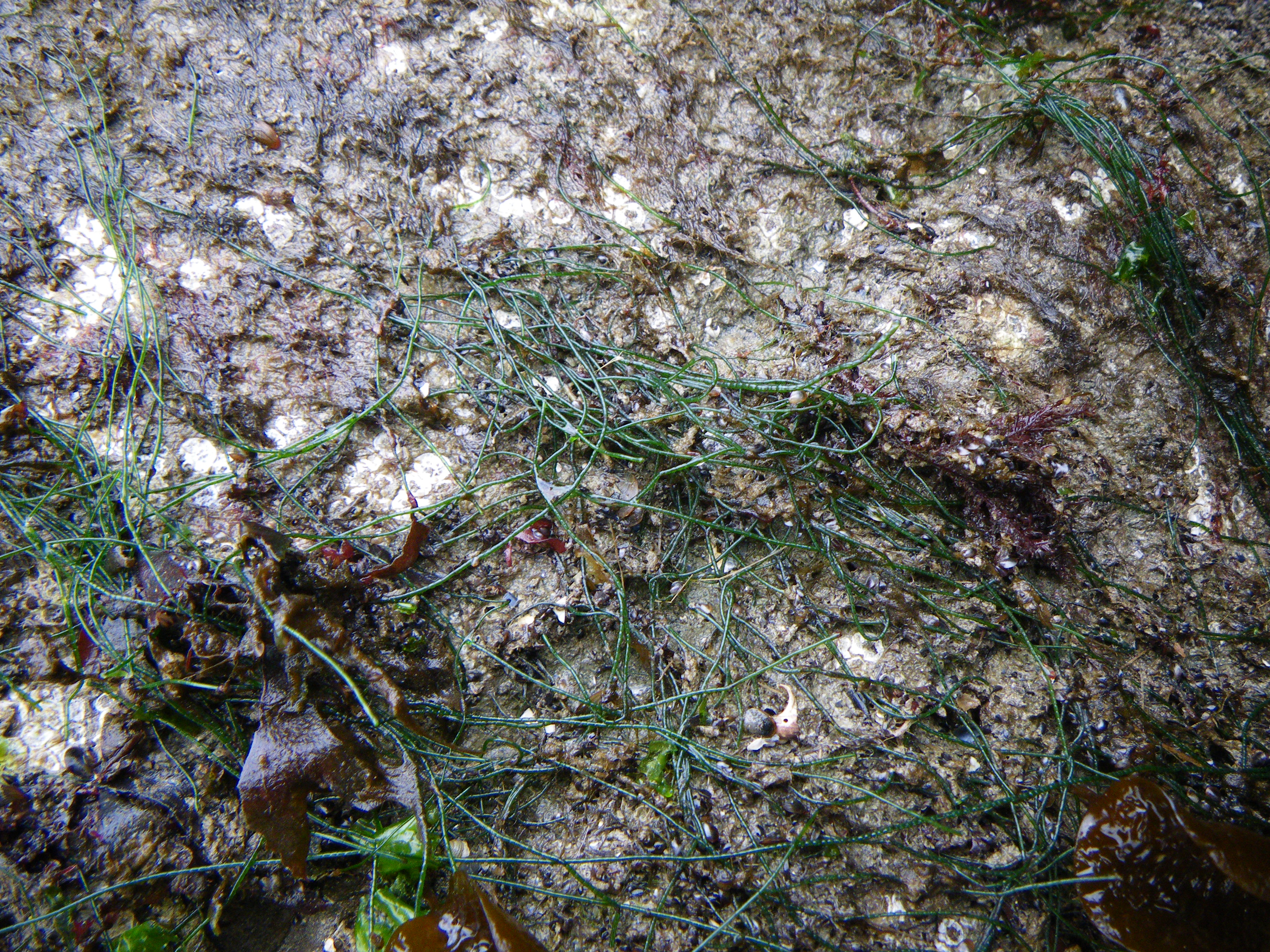 Chaetomorpha melagonium – M. Lindeberg · Southeast Alaska · August 2010