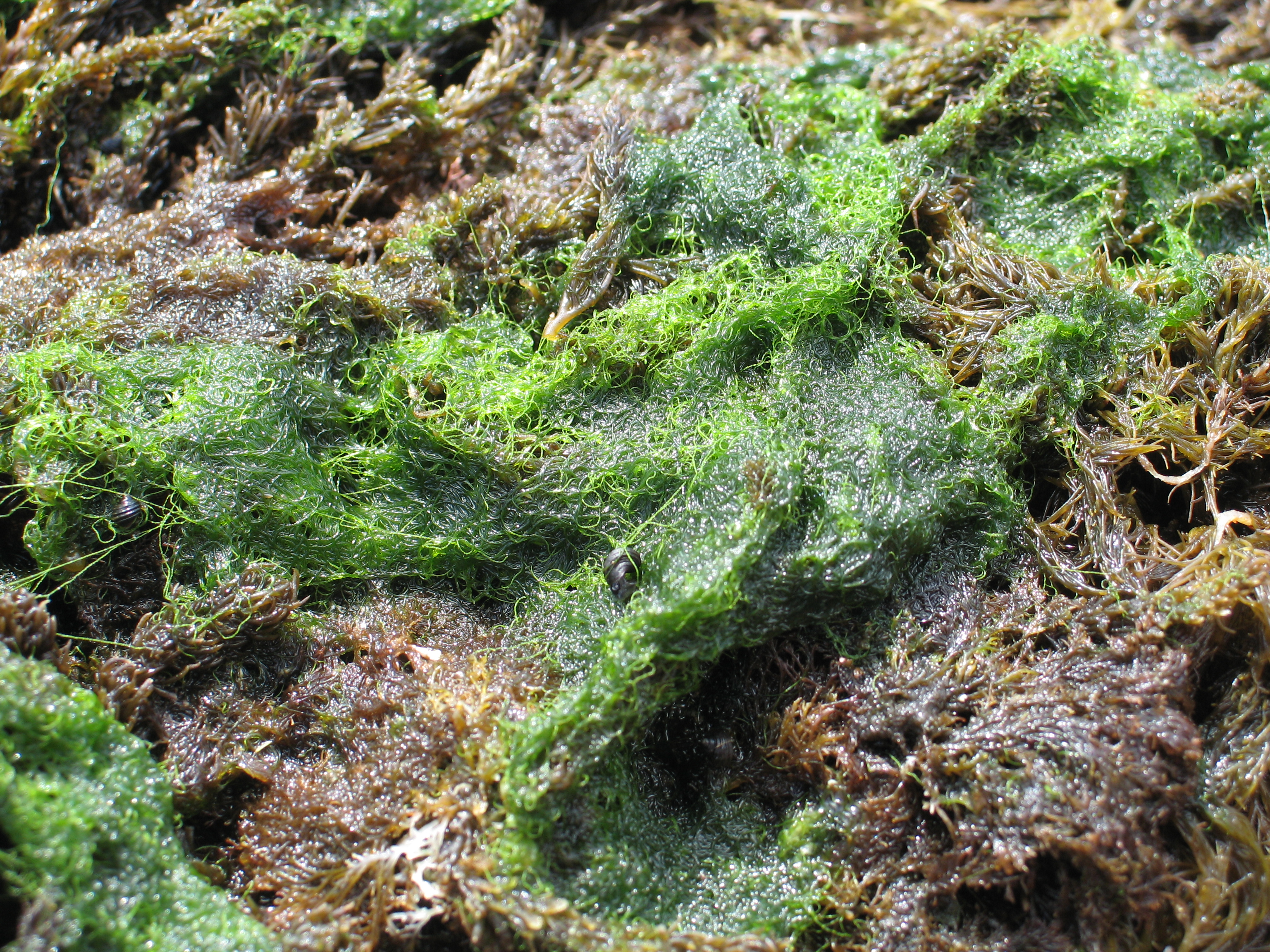 Chaetomorpha sp. – M. Lindeberg · Aleutian Islands · July 2006