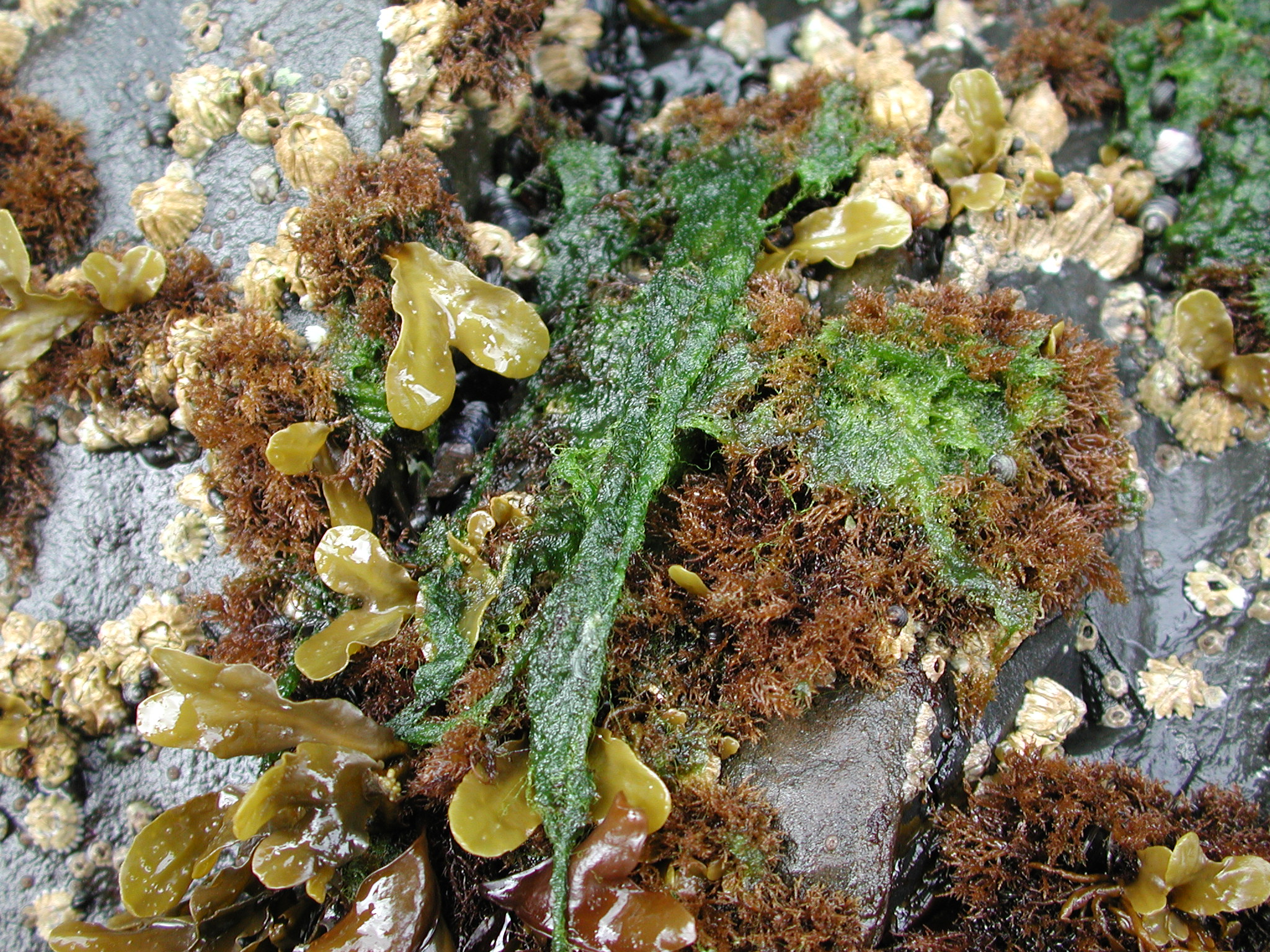 Chaetomorpha sp. – M. Lindeberg · Kodiak Archipelago · May 2005