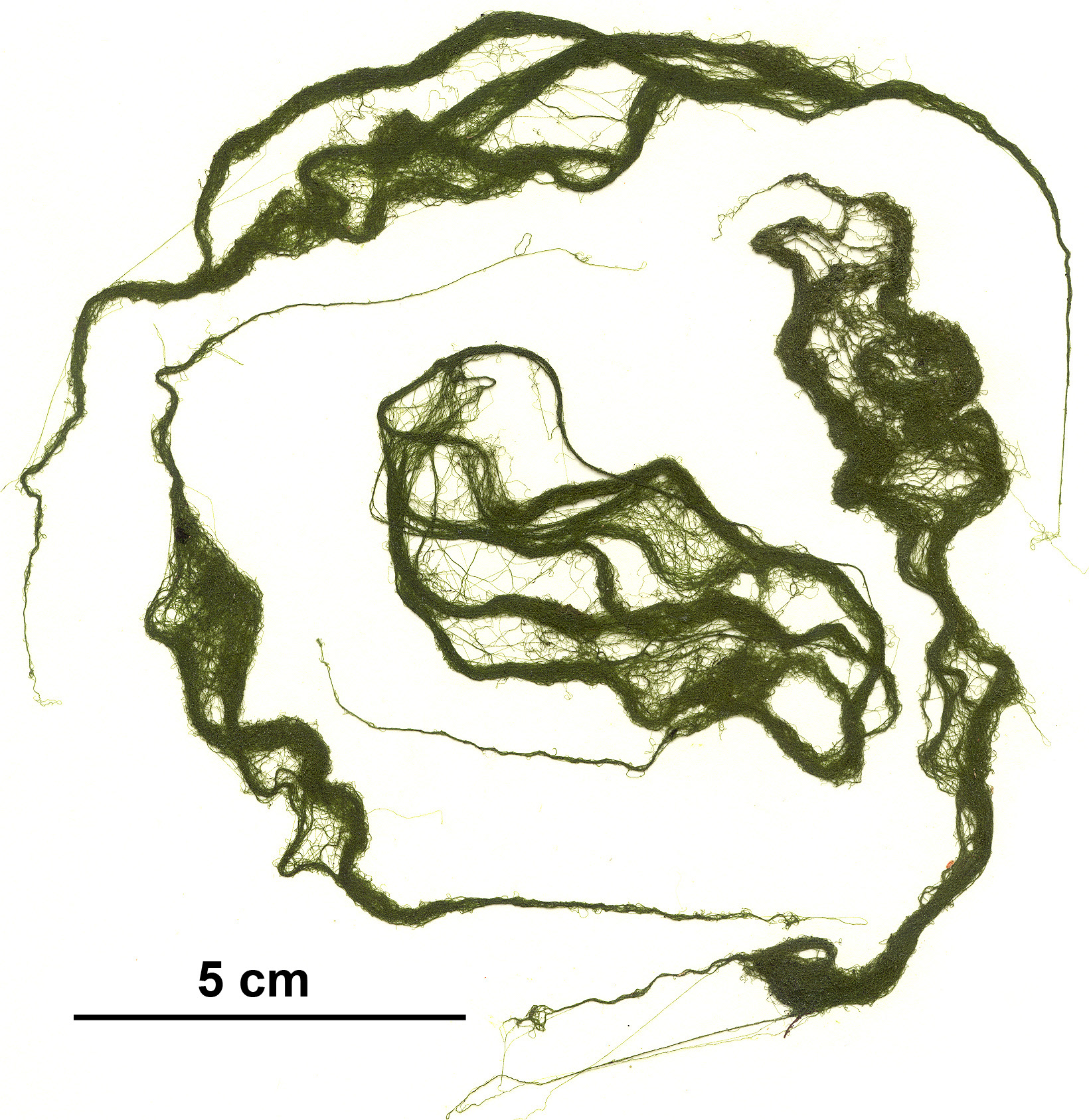 Chaetomorpha sp.