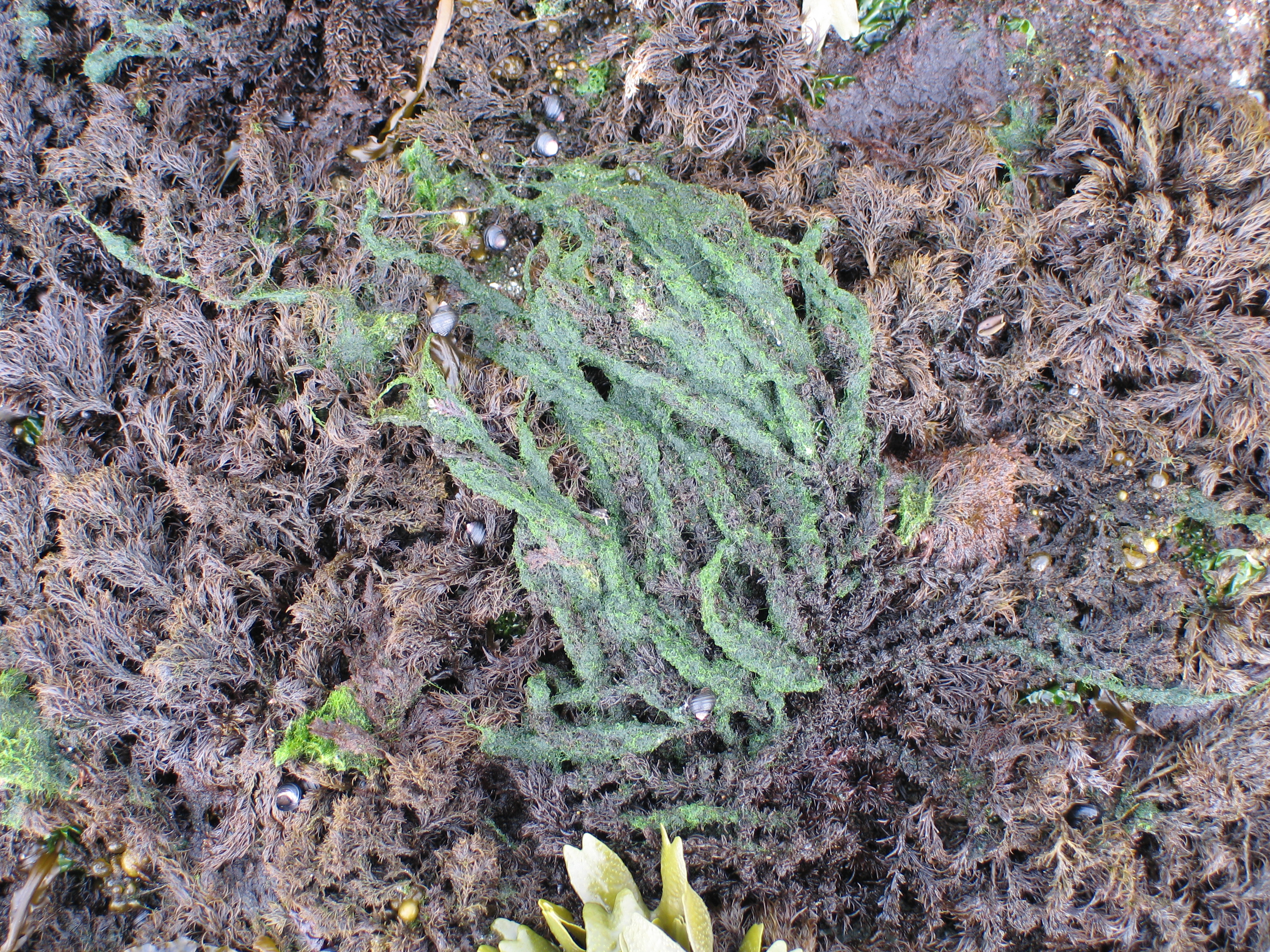 Chaetomorpha sp. – M. Lindeberg · Aleutian Islands · July 2006