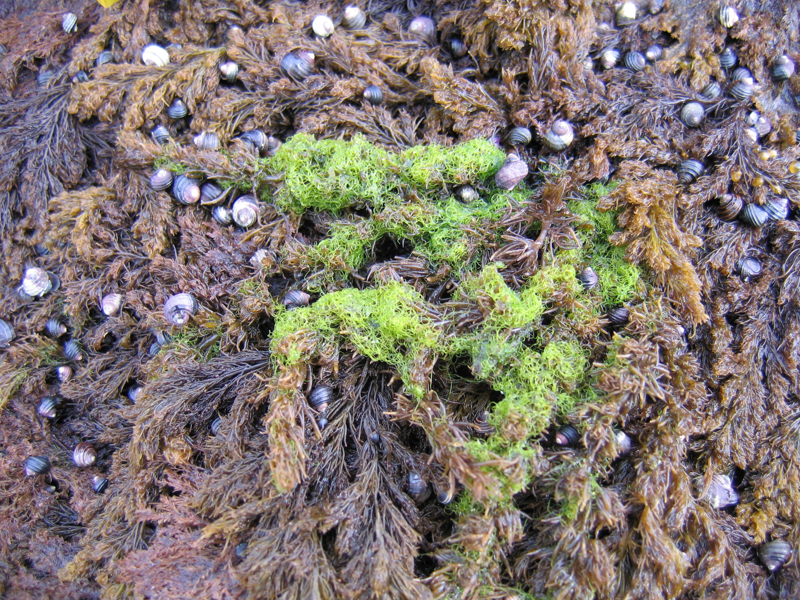 Chaetomorpha sp. – M. Lindeberg · June 2005