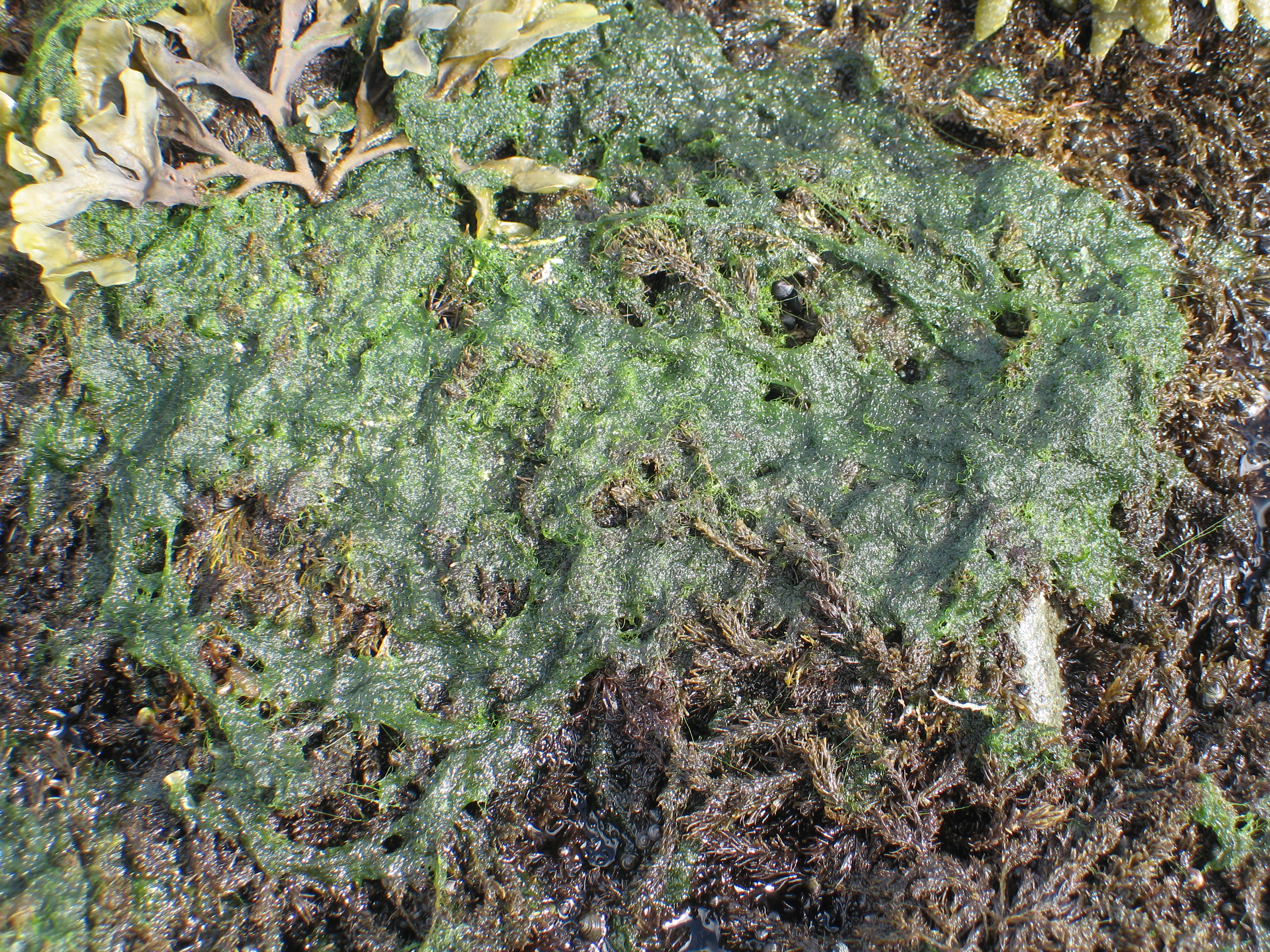 Chaetomorpha sp. – M. Lindeberg · Aleutian Islands · July 2006