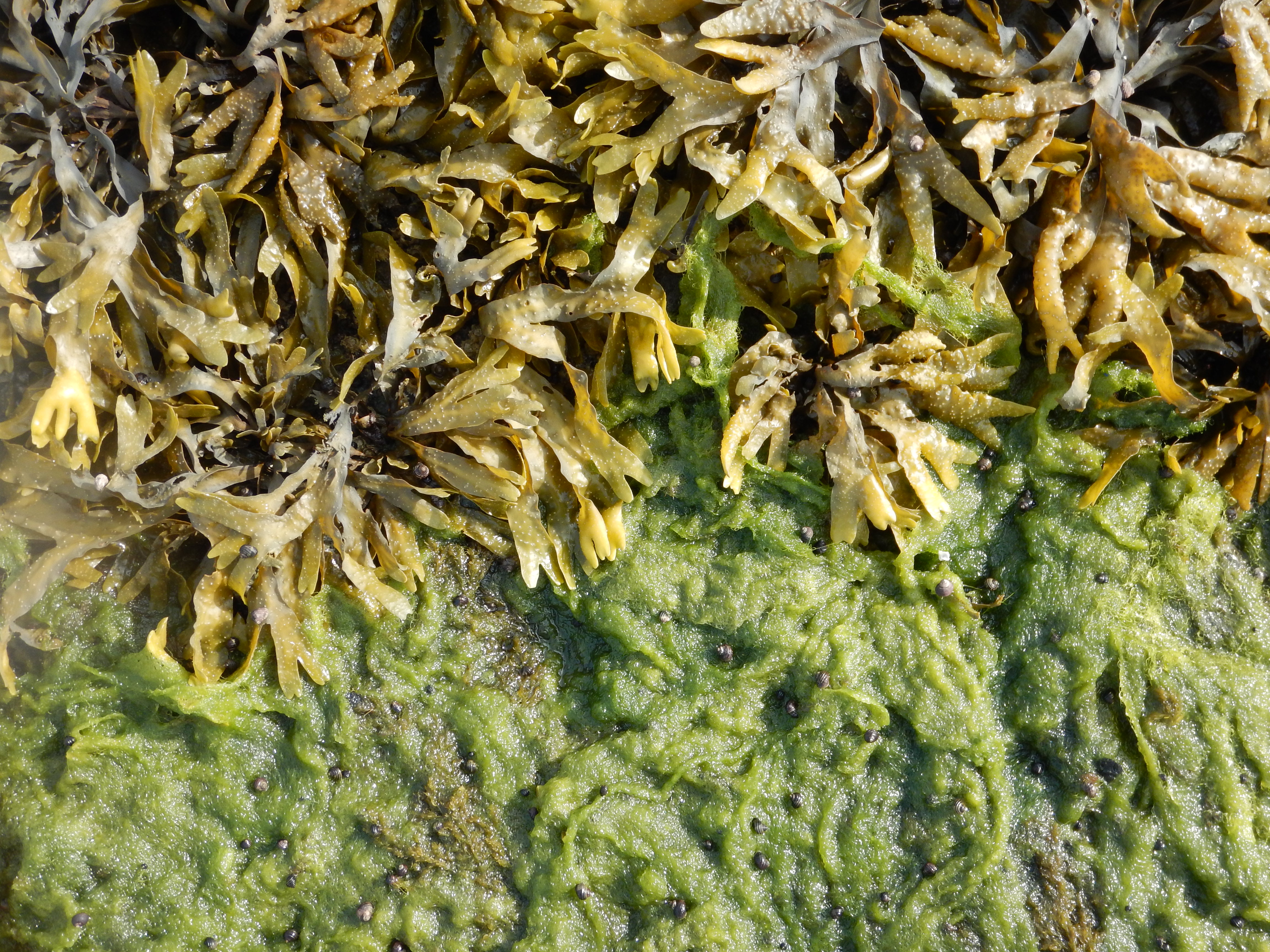 Chaetomorpha sp. – M. Lindeberg · Cook Inlet · June 2015