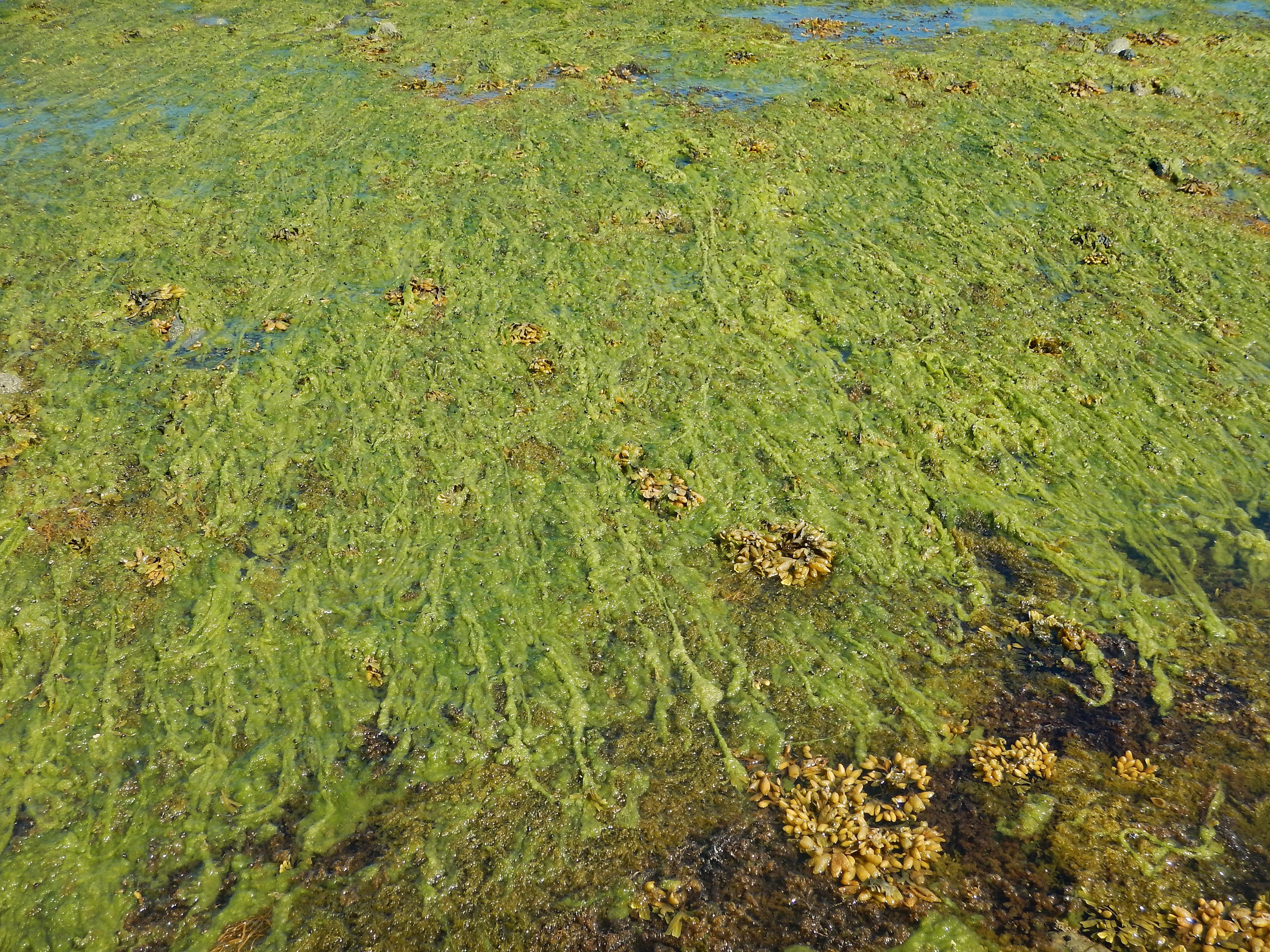 Chaetomorpha sp. – M. Lindeberg · Cook Inlet · June 2015