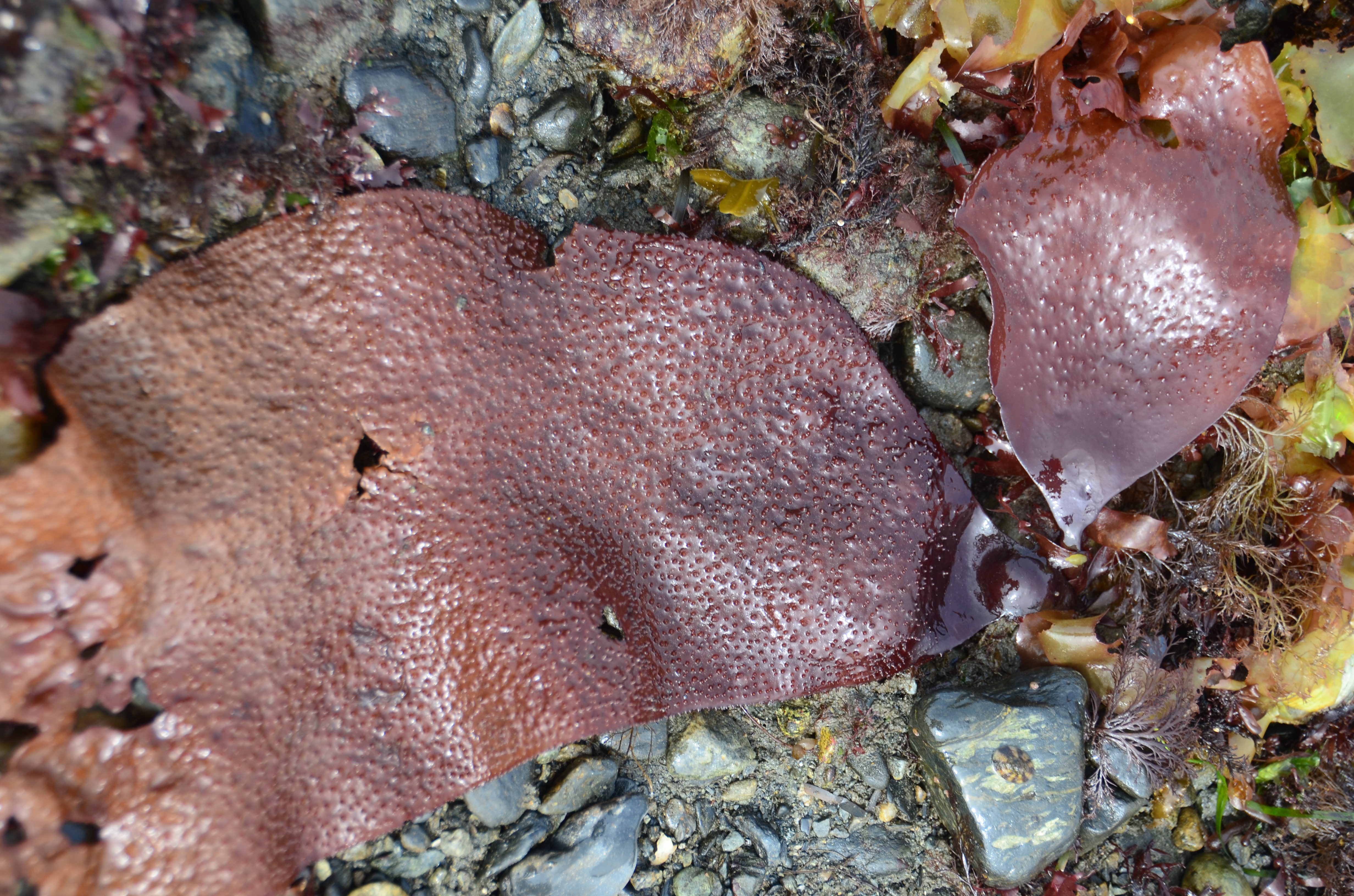 Chondracanthus exasperatus – M. Lindeberg · Southeast · May 2013