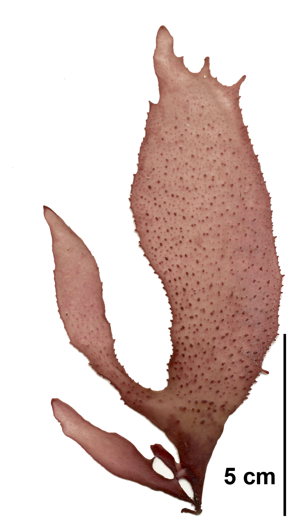 Chondracanthus exasperatus