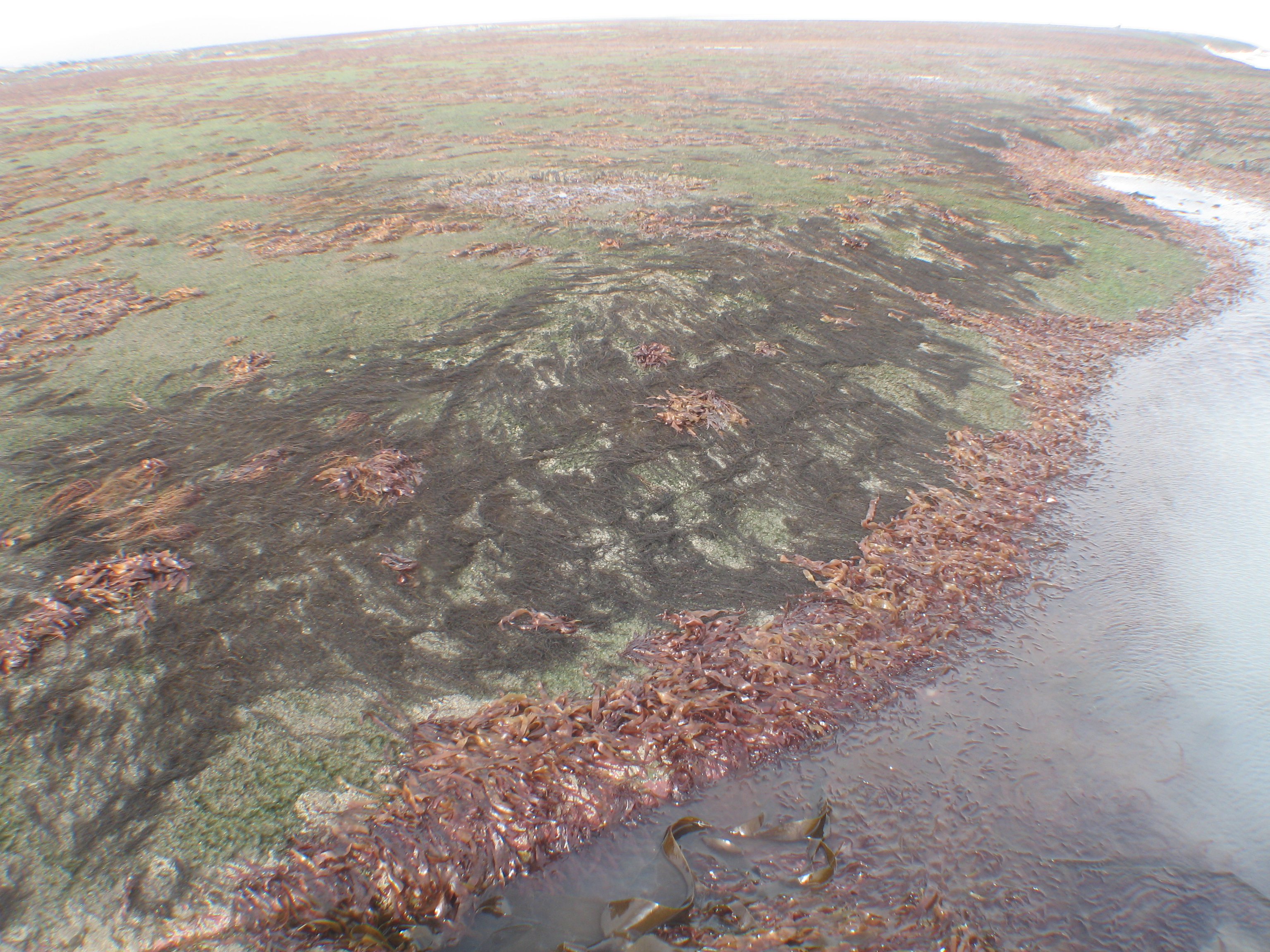 Chordaria chordaeformis – M. Lindeberg · Cook Inlet · July 2009