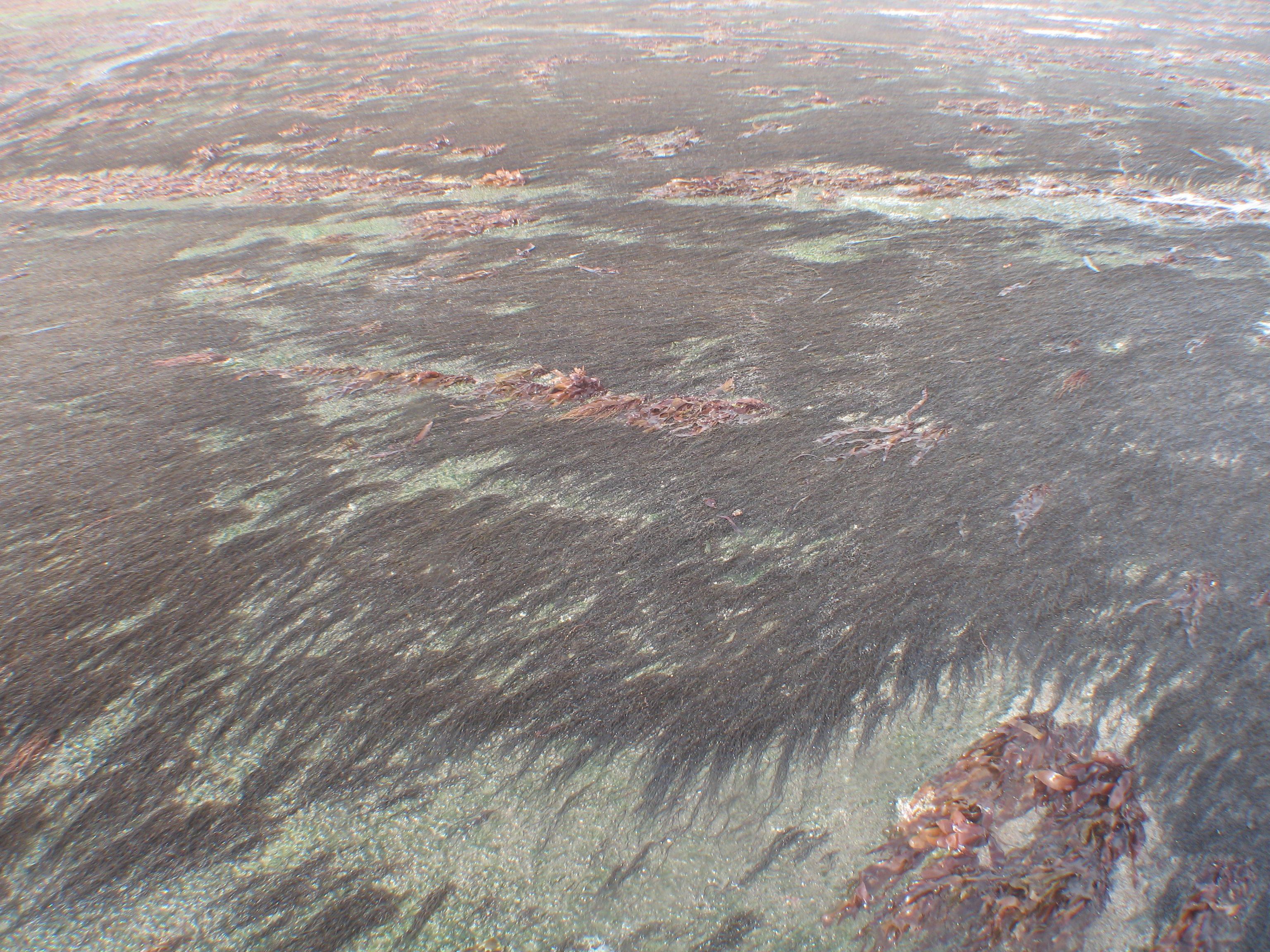 Chordaria chordaeformis – M. Lindeberg · Cook Inlet · July 2009