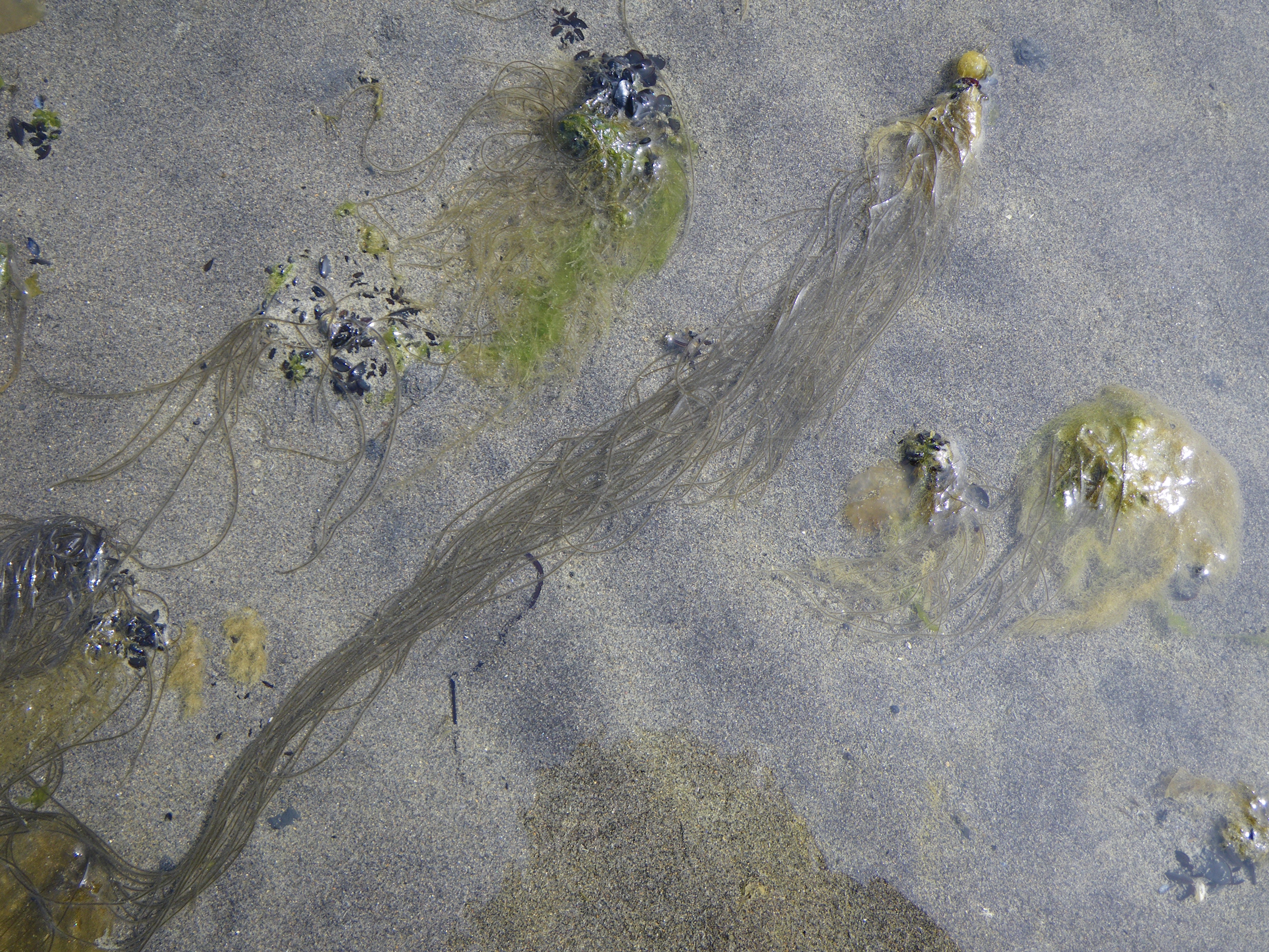 Chordaria flagelliformis – M. Lindeberg · Alaska Peninsula · July 2009