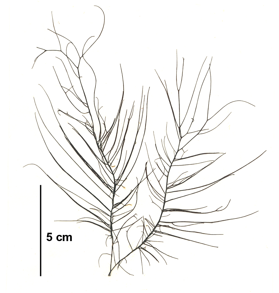 Chordaria flagelliformis