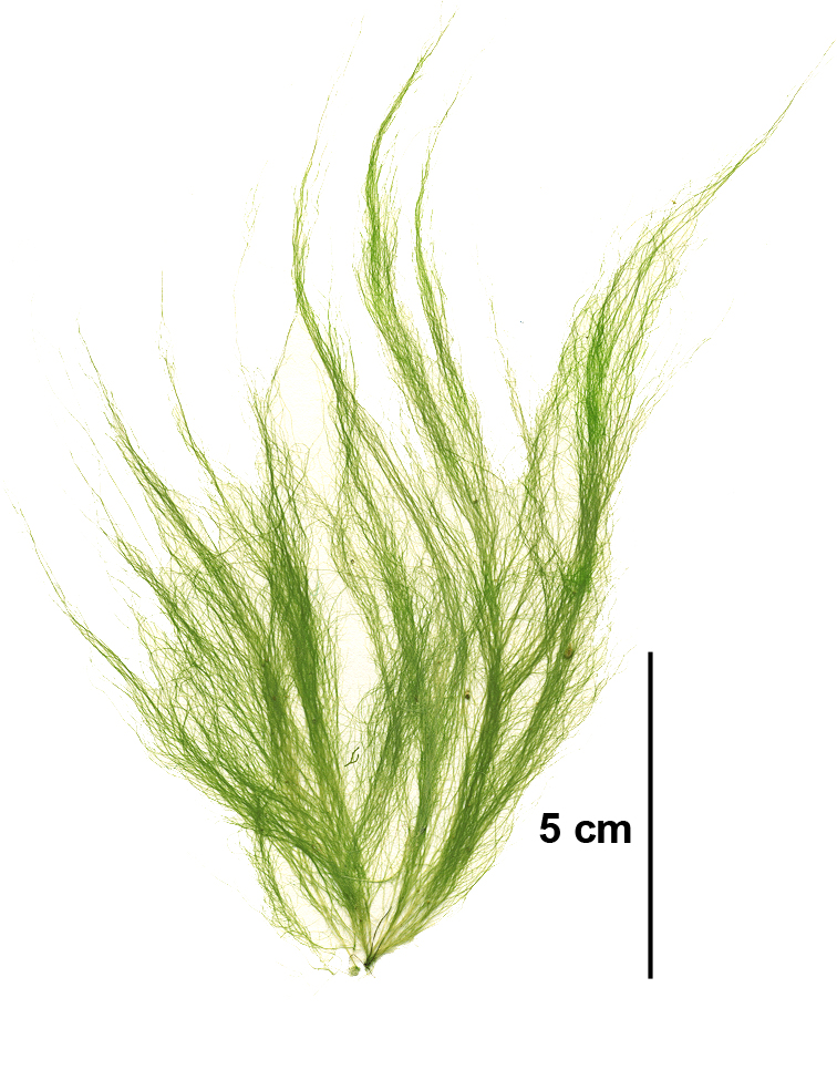 Cladophora sericea