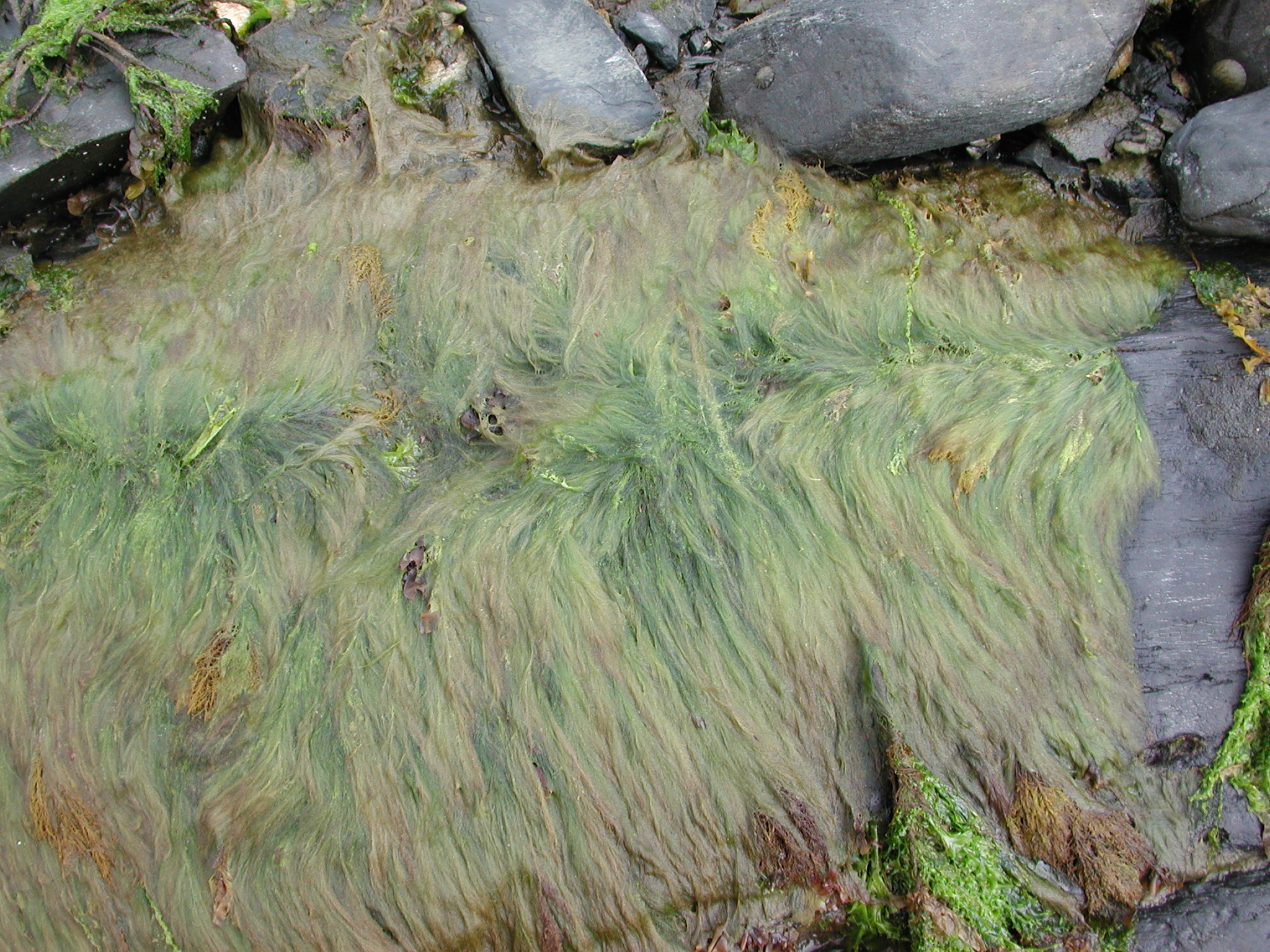Cladophora sericea – M. Lindeberg · Kodiak Archipelago · May 2005