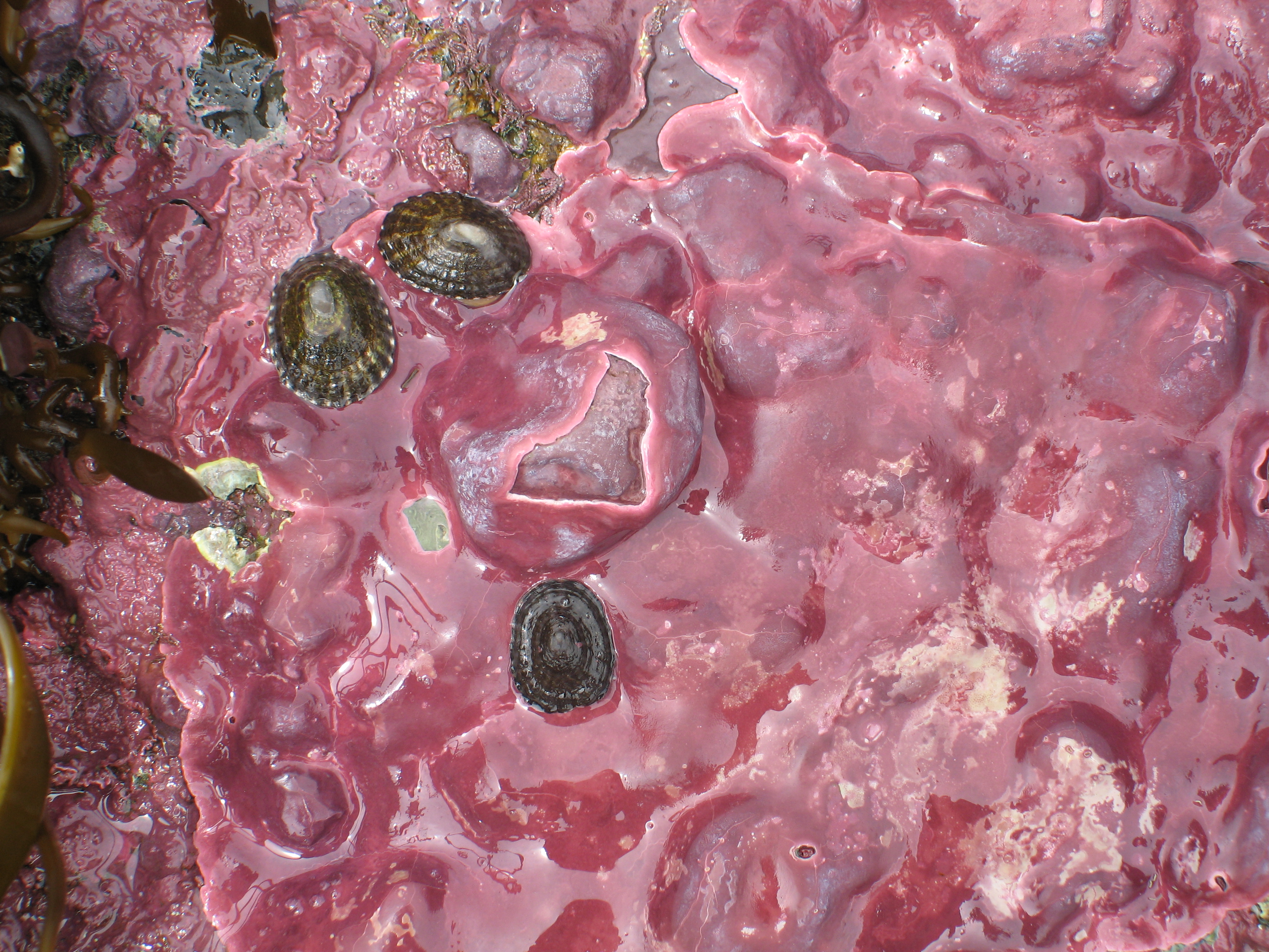 Clathromorphum nereostratum – M. Lindeberg · Aleutian Islands · July 2007