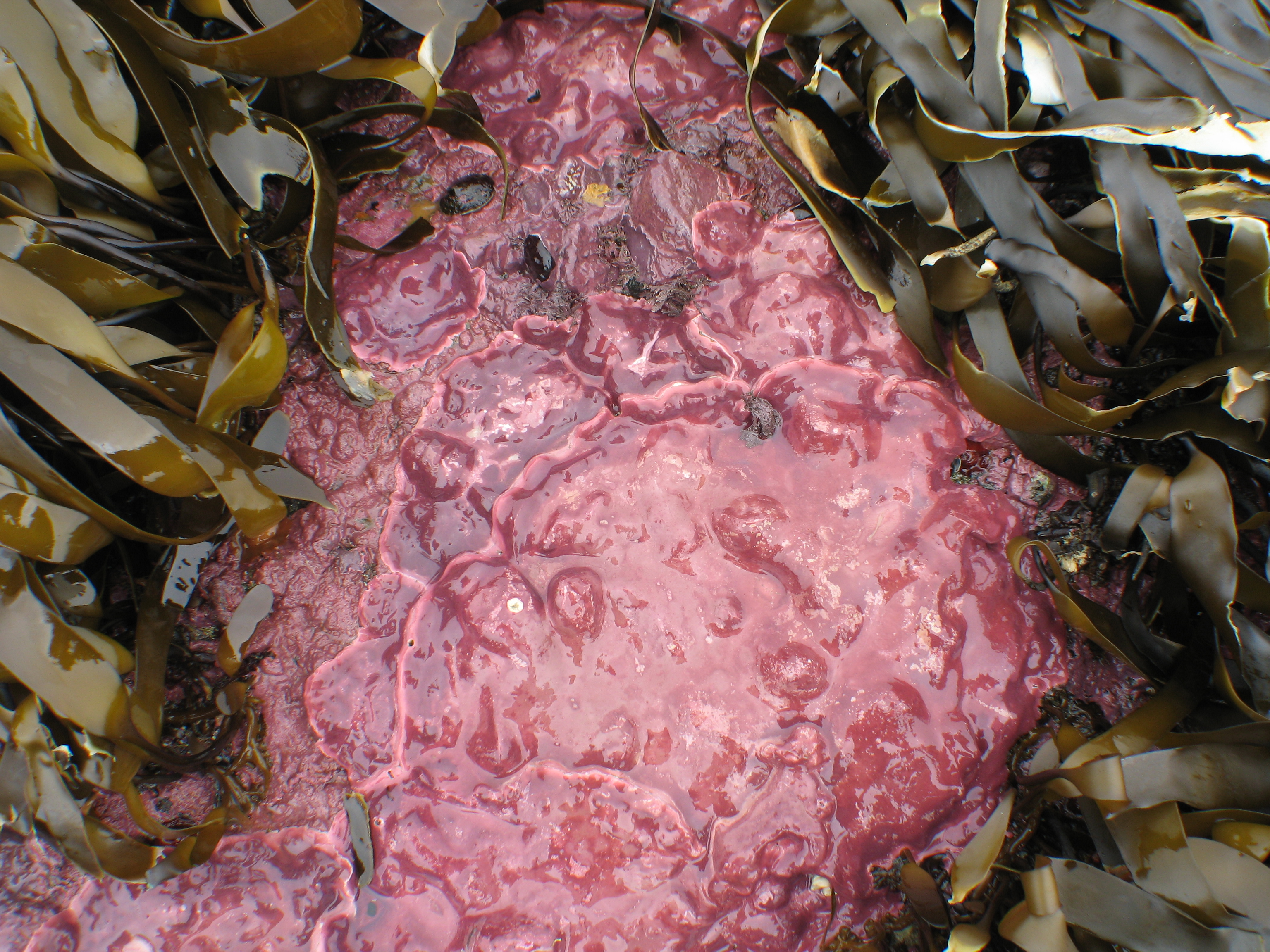 Clathromorphum nereostratum – M. Lindeberg · Aleutian Islands · July 2007